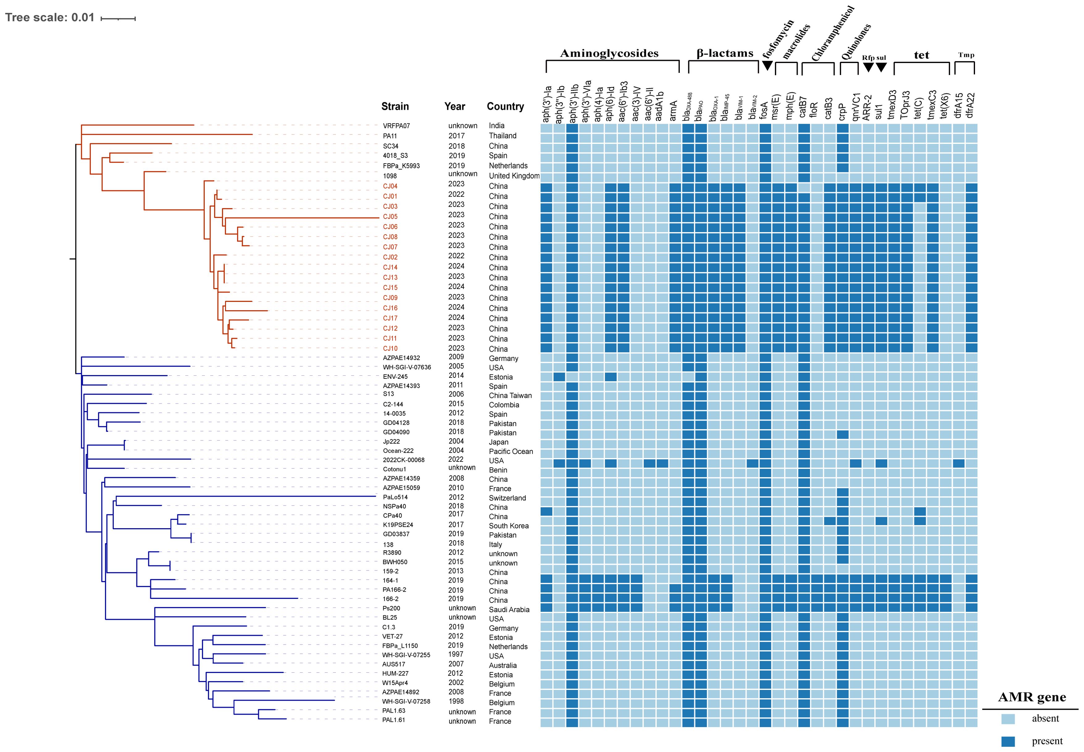 Phylogenetic tree and heat map showing the presence of antimicrobial resistance (AMR) genes in various bacterial strains. The tree illustrates evolutionary relationships, with colored branches representing different clusters. The heat map indicates AMR gene presence (blue) and absence (light blue) across strains listed by their name, year, and country of origin. AMR genes are categorized into groups, such as aminoglycosides and β-lactams, with specific genes listed at the top. A scale bar signifies the genetic distance in the phylogenetic tree.