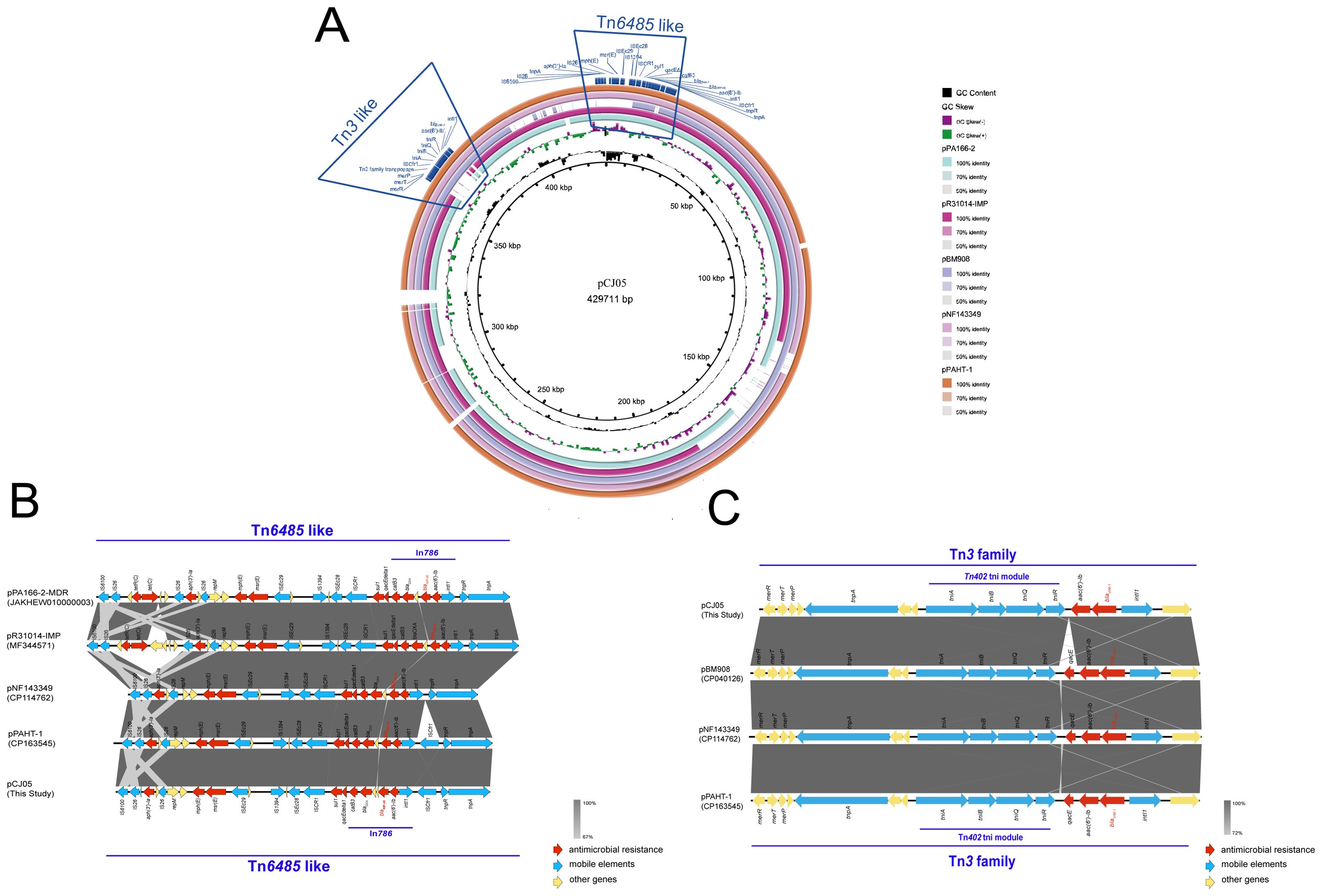 Circular genomic map labeled A showing genetic elements including Tn3-like and Tn6485-like sequences. Diagram B illustrates comparative genomic structures highlighting Tn6485-like elements with antimicrobial resistance markers. Diagram C shows Tn3 family transposons with associated genes. Color coding indicates different elements like resistance and mobile genes. A legend explains color meanings.