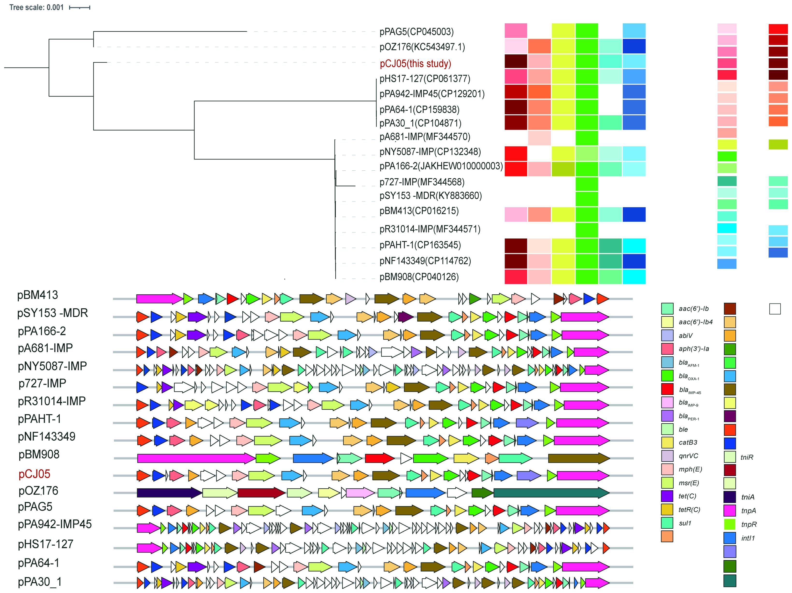 Phylogenetic tree, heatmap, and plasmid map comparison of bacterial strains. The phylogenetic tree on the left depicts genetic relationships among strains. The accompanying heatmap shows strain details such as year, sequence type, host, strain, sample, and country/province, each represented by distinct colors. The right panel provides a legend for the color codes. Below, a linear plasmid map illustrates gene arrangements for various AMR genes and mobile genetic elements, with a key for gene identification using color-coded arrows.