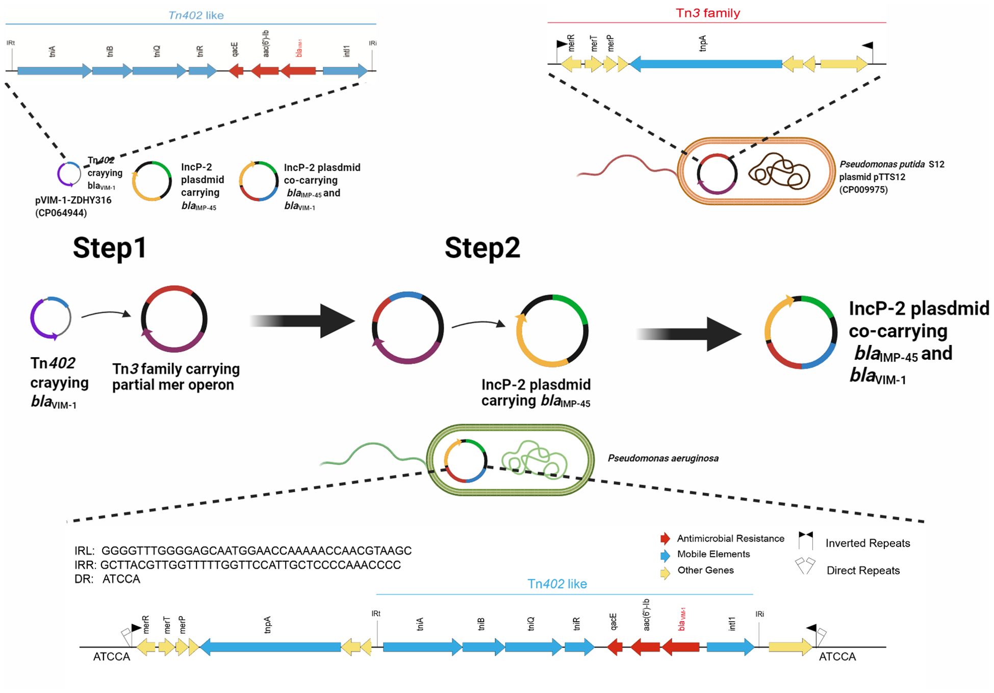 Diagram showing a genetic transfer mechanism between plasmids in bacteria. Step 1 involves a Tn402 transposon carrying the bla<sub>VIM-1</sub> gene, merging with a Tn3 family plasmid. Step 2 depicts an IncP-2 plasmid acquiring bla<sub>AMP-45</sub> and eventually co-carrying bla<sub>AMP-45</sub> and bla<sub>VIM-1</sub>. Visual elements include DNA sequences, bacterial cells labeled Pseudomonas putida and Pseudomonas aeruginosa, and color-coded genes representing antimicrobial resistance, mobile elements, and other genes, with inverted and direct repeats indicated.