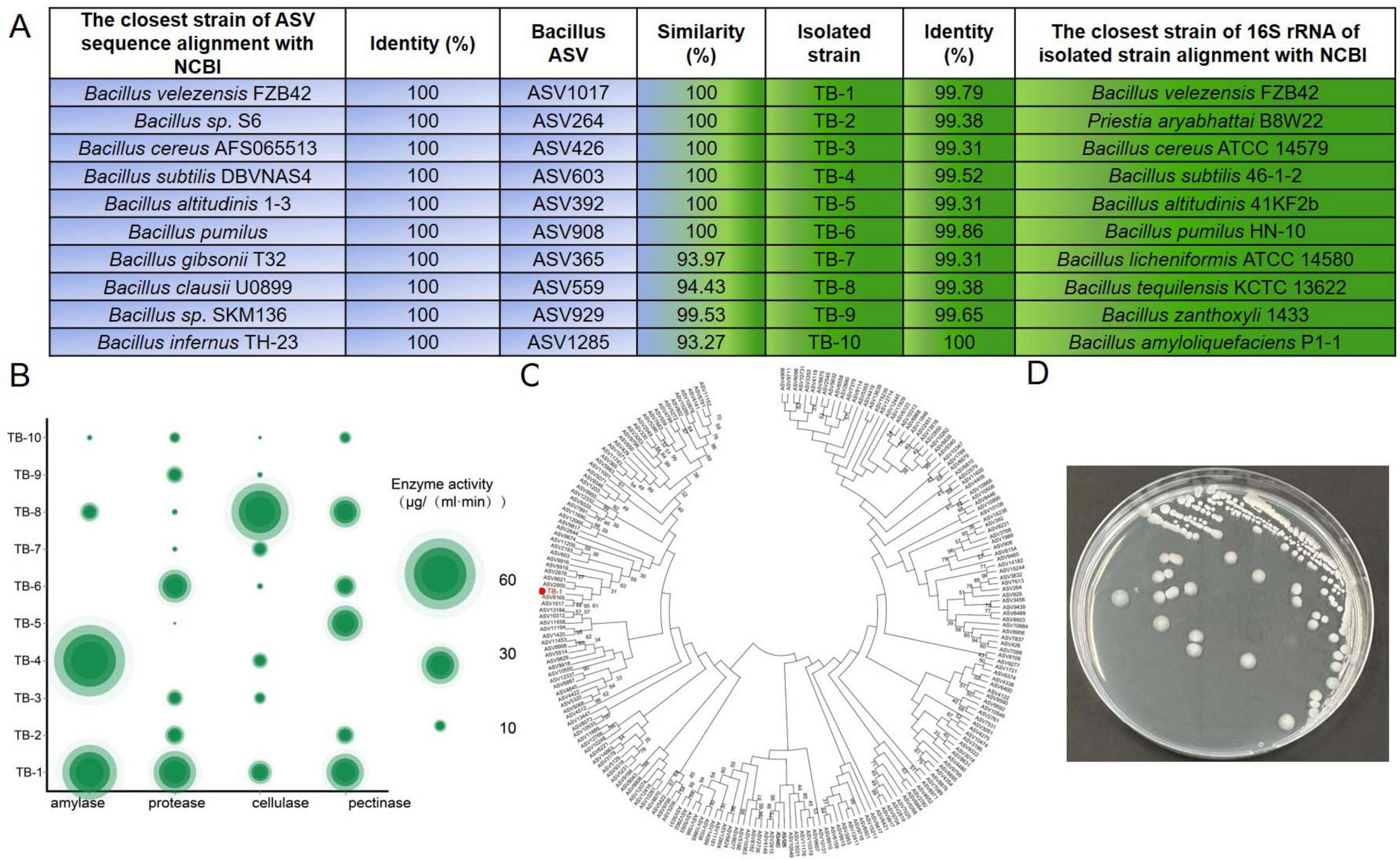A four-part image showcases bacterial analysis. Part A is a table comparing ASV sequences with strains, showing identity and similarity percentages. Part B is a bubble chart depicting enzyme activity in micrograms per milliliter per minute for various isolates. Part C is a phylogenetic tree illustrating relationships among different bacterial strains. Part D shows a petri dish with bacterial colonies grown on an agar plate.