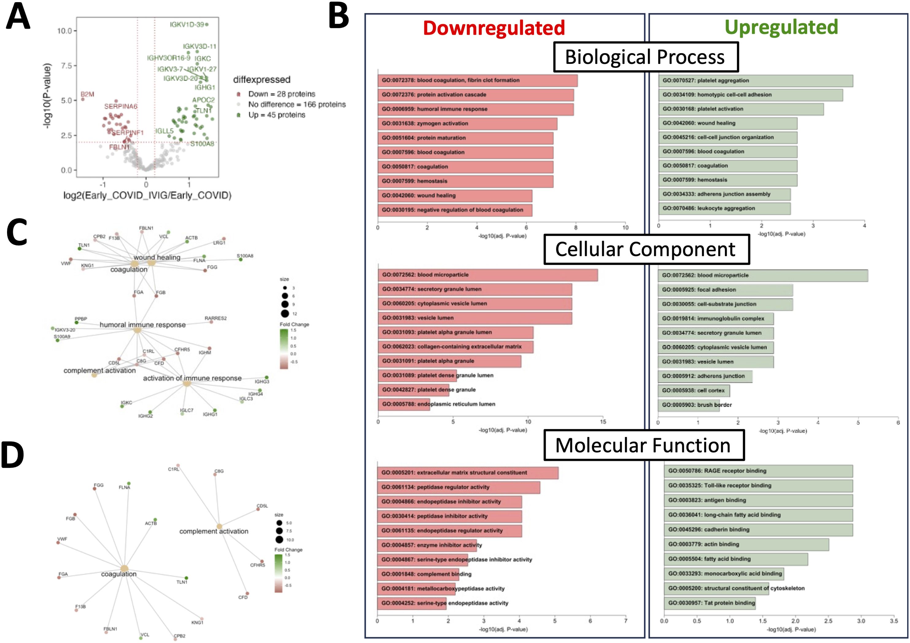 Panel A shows a scatter plot highlighting differentially expressed proteins in early COVID-19 cases, with downregulated proteins in red and upregulated proteins in green. Panel B displays bar graphs of enriched gene ontology terms for downregulated (left) and upregulated (right) proteins across biological processes, cellular components, and molecular functions. Panels C and D present network diagrams of gene interactions related to coagulation, immune response, and complement activation, with node size indicating the level of fold change.