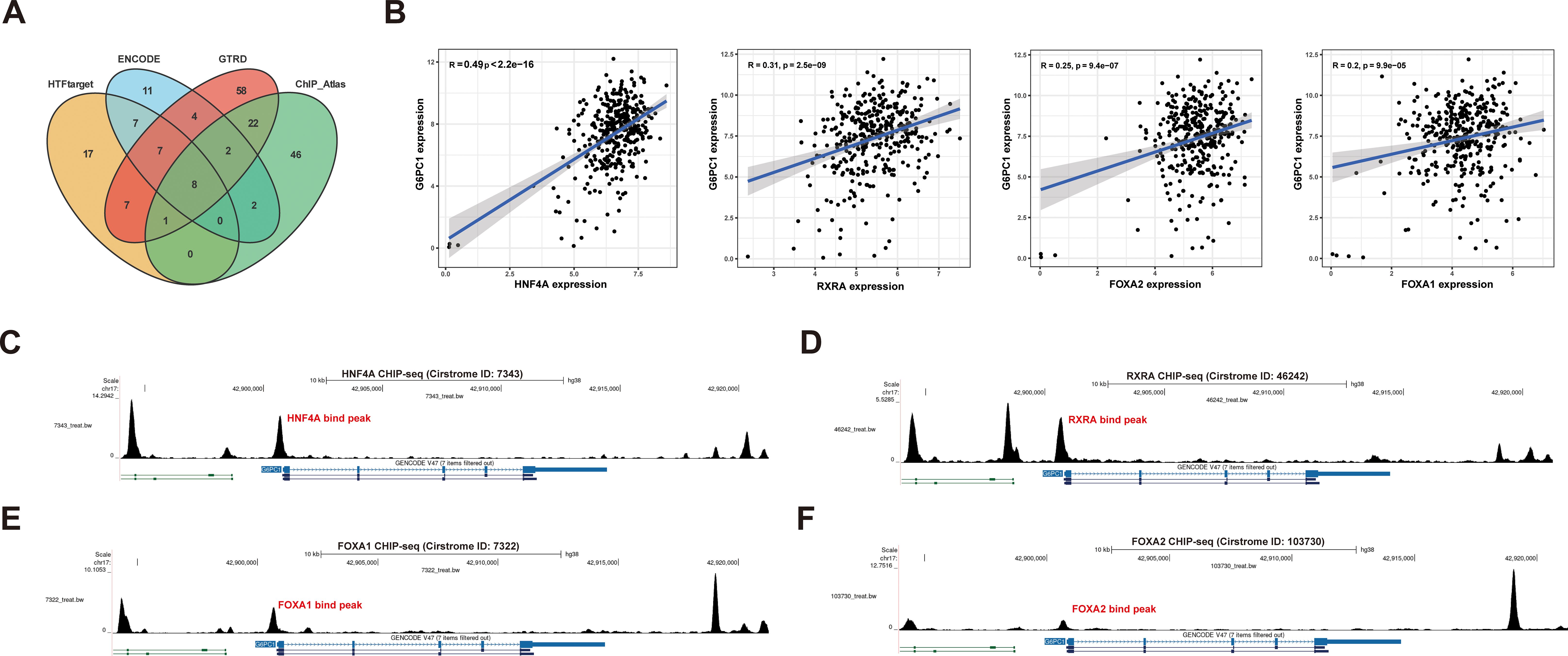Panel A shows a Venn diagram overlapping datasets: HTFtarget, ENCODE, GTRD, and ChIP_Atlas. Panel B presents four scatter plots showing positive correlations between G6PC1 expression and expressions of HNF4A, RXRA, FOXA2, and FOXA1. Panels C to F display ChIP-seq graphs with binding peaks for HNF4A, RXRA, FOXA1, and FOXA2 on chromosome 17, indicating gene locations and expression profiles.