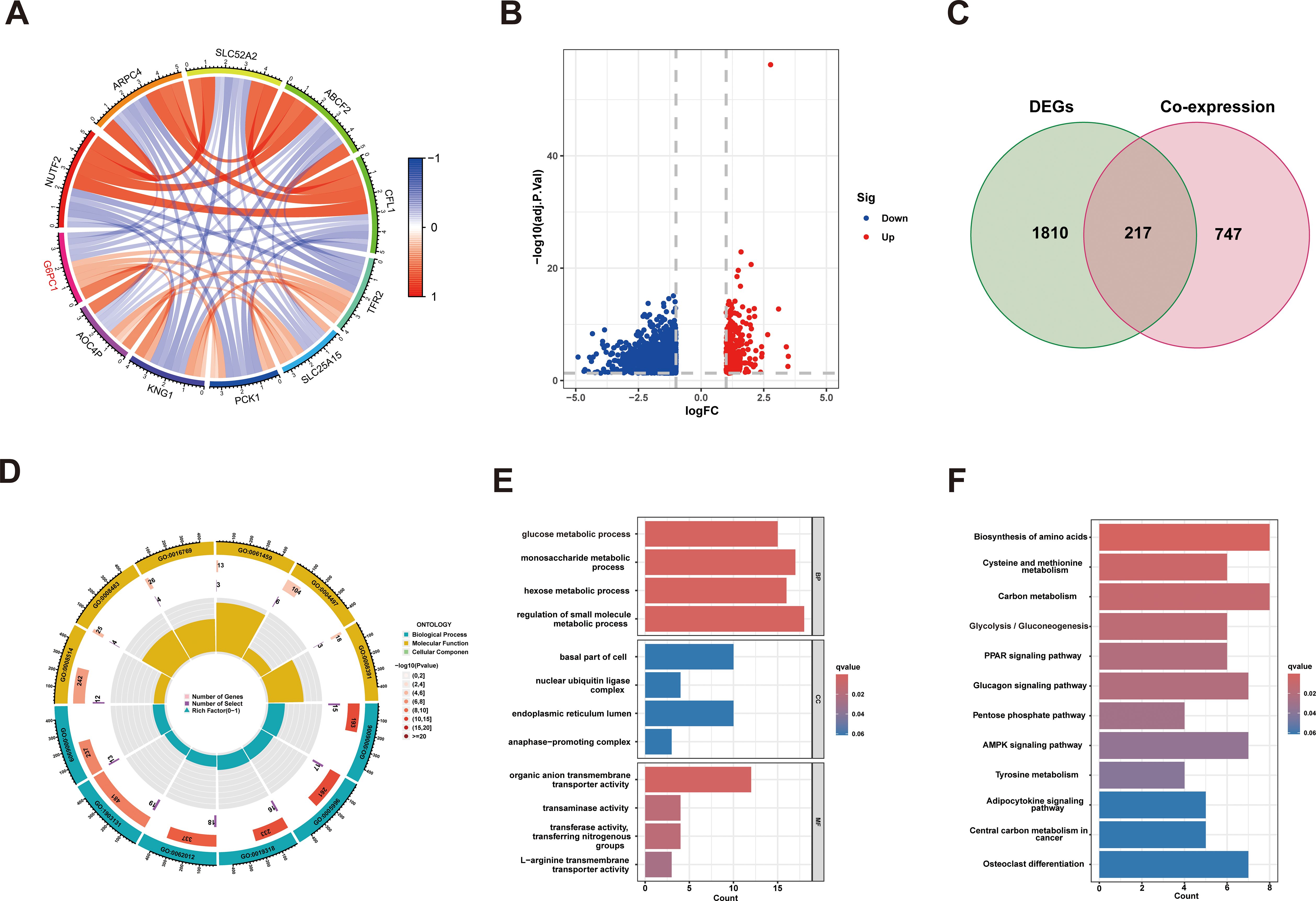 A collection of images related to gene expression data analysis. A: A circular heatmap showing gene interactions with varying intensity colors. B: A volcano plot highlighting upregulated and downregulated genes, marked in red and blue. C: A Venn diagram demonstrating the overlap between differentially expressed genes (DEGs) and co-expression genes. D: A circular bar plot illustrating gene ontology categories and the number of enriched genes. E: Bar charts displaying gene ontology enrichment analysis results for biological processes, cellular components, and molecular functions. F: Bar charts showing pathway enrichment analysis with different pathways and their q-values.