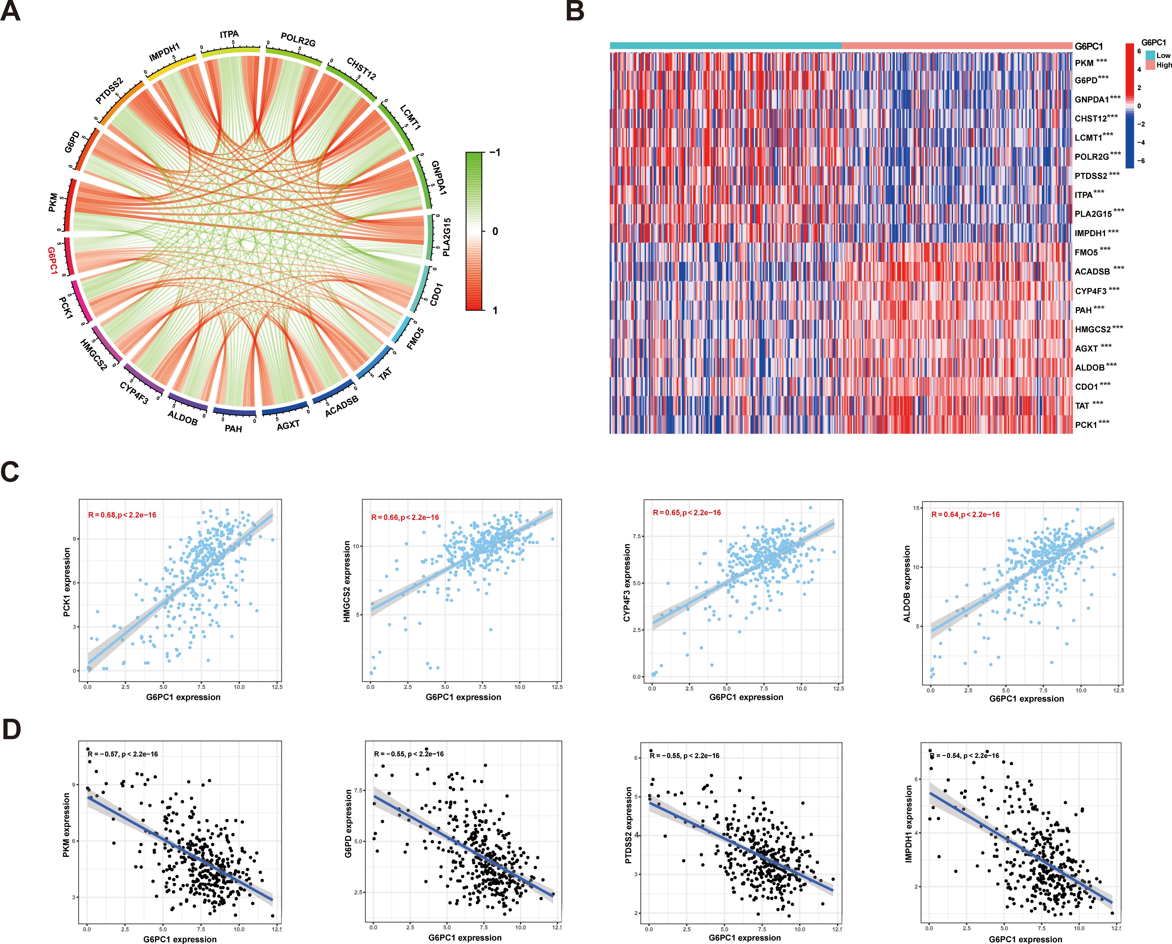 A composite image with four panels: (A) Circular diagram showing gene interactions with color-coded connections from red to green indicating correlation levels. (B) Heatmap displaying expression levels of various genes, with color gradients from blue to red. (C) Three scatter plots demonstrating positive correlations between G6PC1 expression and other genes, with linear trendlines and correlation coefficients. (D) Three scatter plots indicating negative correlations with linear trendlines and correlation coefficients.