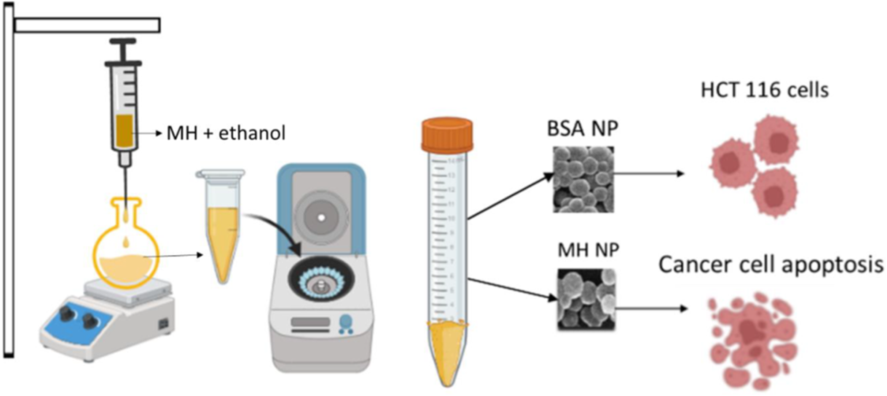 Illustration of a laboratory process. A syringe labeled "MH + ethanol" is above a flask on a heating device. The solution is poured into a test tube and centrifuged. The resulting pellet is transferred into a tube, producing BSA NP and MH NP, which are applied to HCT 116 cells, leading to cancer cell apoptosis.