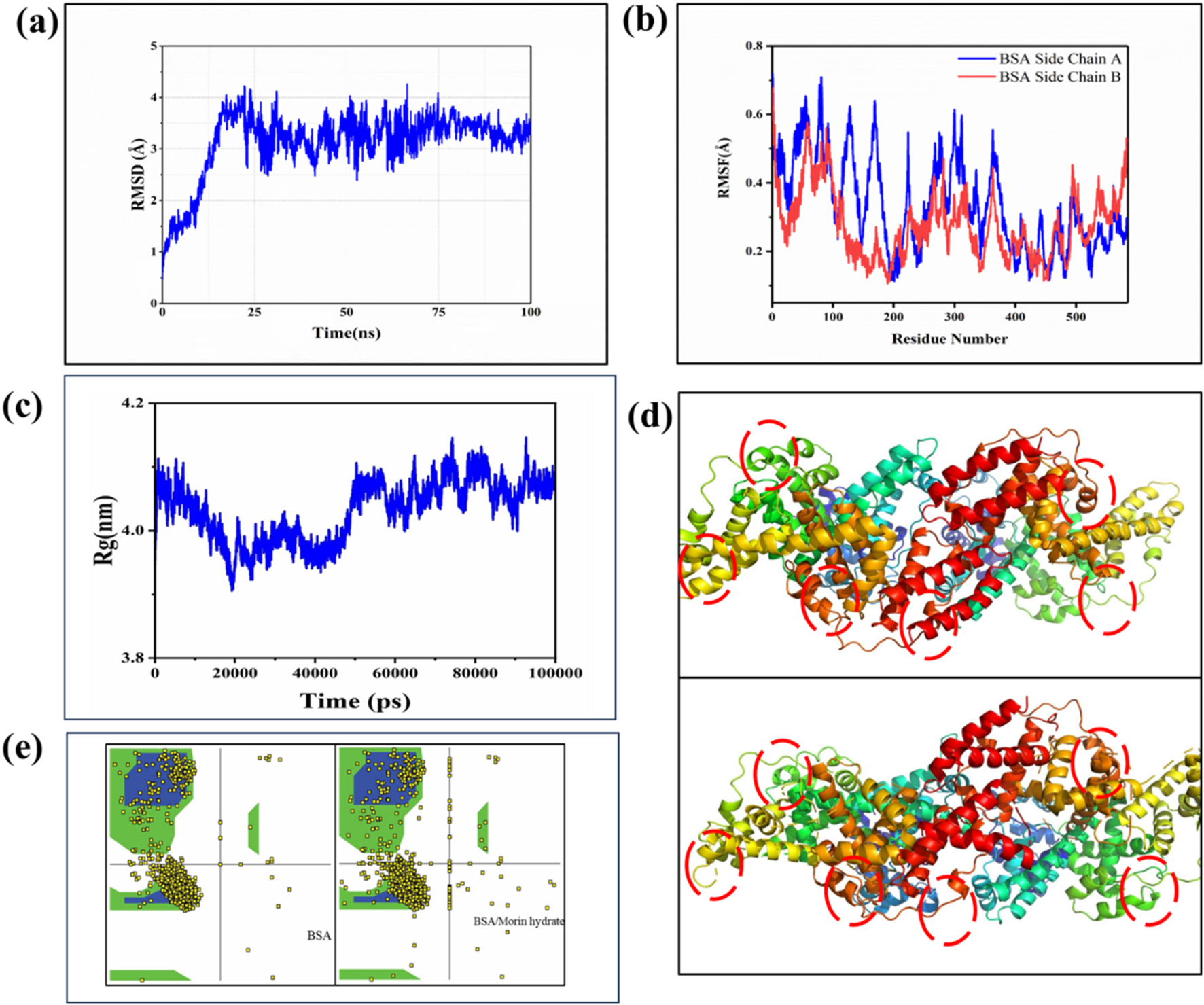 Set of five panels: (a) Line graph of RMSD over time in nanoseconds, showing an increase and plateau. (b) Line graph comparing RMSF of two BSA side chains across residues. (c) Graph of Rg over time in picoseconds, displaying fluctuations. (d) Two ribbon diagrams of a protein's 3D structure in different orientations, colored by amino acid type. (e) Scatter plots displaying BSA and BSA-Morin hydrate interactions, each with highlighted clusters in green and blue regions.