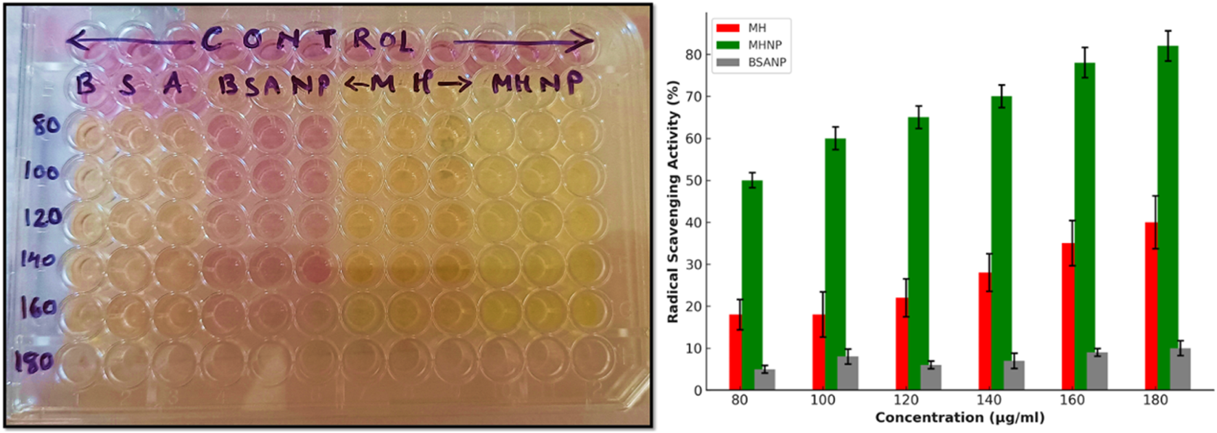 A two-part image showing a microplate and a bar graph. The microplate on the left has wells filled with various concentrations labeled as CONTROL, BSA, BSANP, MH, and MHNP, with colors ranging from pink to yellow. The bar graph on the right depicts radical scavenging activity percentages for different concentrations (eighty to one hundred eighty micrograms per milliliter). It features green, red, and gray bars representing MHNP, MH, and BSANP, respectively, showing MHNP with the highest activity.