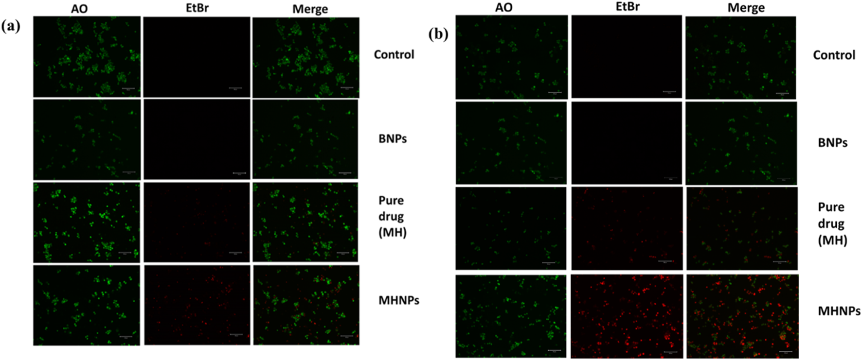 Fluorescence microscopy images showing two panels, (a) and (b), each with three columns labeled AO, EtBr, and Merge. Rows are labeled Control, BNPs, Pure drug (MH), and MHNPs. AO images show green fluorescence, EtBr shows red, and Merge shows combined images. Control shows primarily green fluorescence, BNPs display reduced fluorescence, Pure drug (MH) shows increased red, and MHNPs exhibit significant red fluorescence. Scale bars are present.