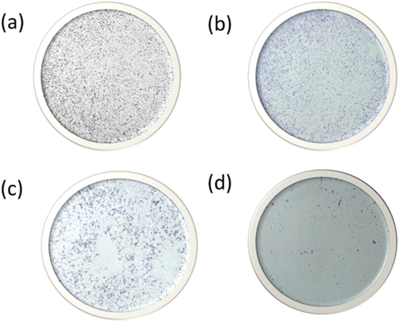 Four petri dishes labeled (a) to (d) display varying levels of bacterial growth. Dish (a) shows dense growth, (b) has moderate growth, (c) presents a pattern of clustered growth, and (d) exhibits sparse growth.