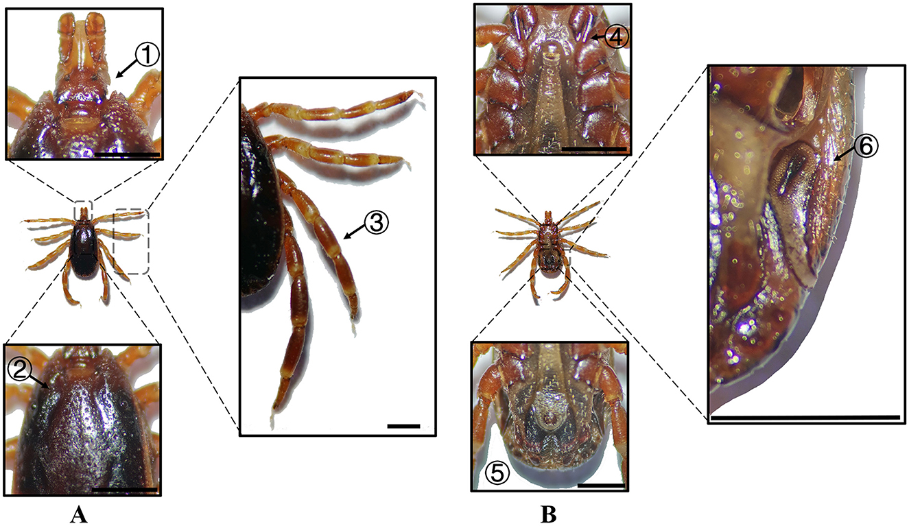 Two panels labeled A and B show detailed anatomical features of a tick. Panel A includes: 1) Close-up of the tick's mouthparts, 2) Detailed view of the dorsal body, and 3) Enlarged leg segment. Panel B shows: 4) Close-up of the ventral body, 5) Detailed view of the body underside, and 6) Enlarged area of a body segment. Dashed lines connect each detailed view to the corresponding area on the tick. Both panels feature a scale bar.