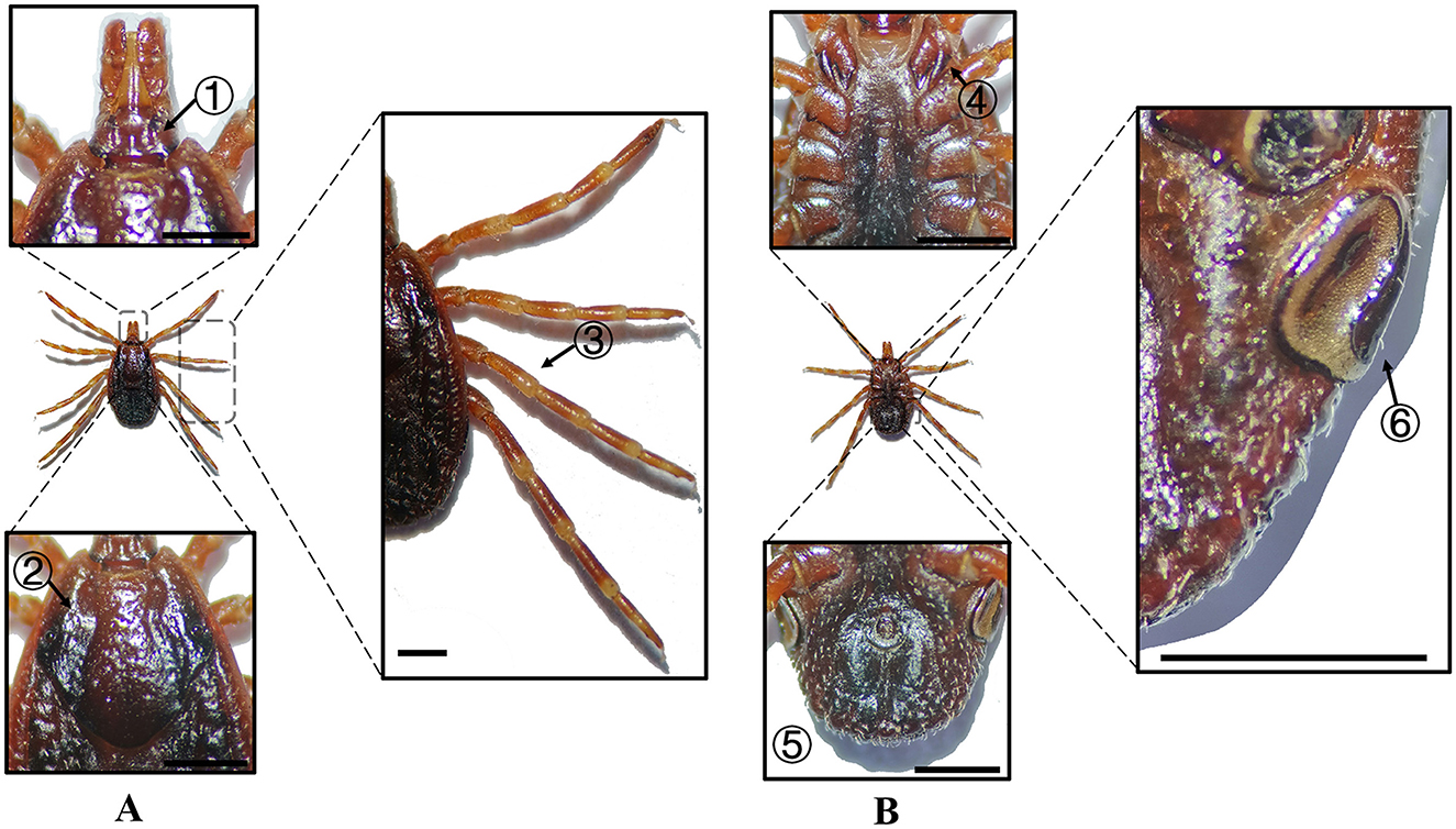 Two panels show detailed anatomical features of a tick. Panel A includes close-ups of the mouthparts (labeled 1), scutum (2), and leg (3). Panel B features the ventral view (4), anal groove (5), and spiracle (6). Each part is highlighted with zoomed-in sections for clarity, accompanied by scale bars for reference.