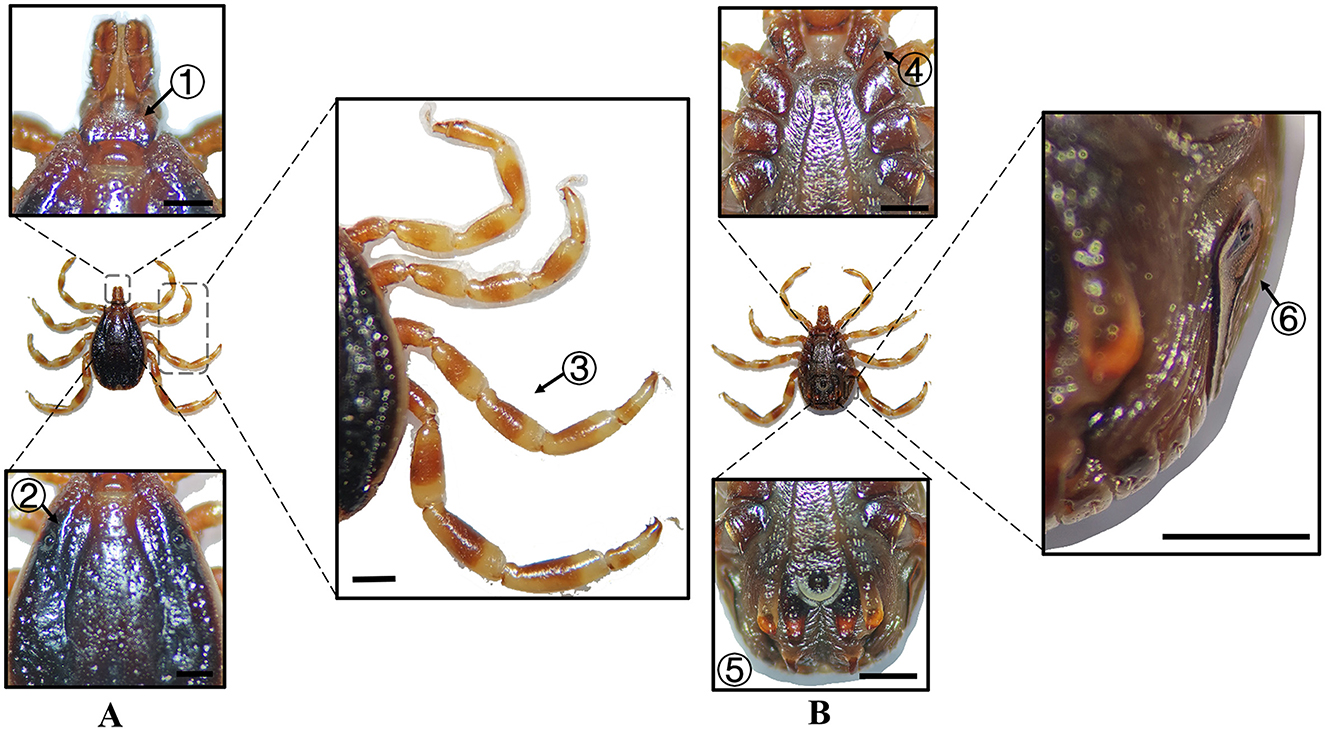Two panels labeled A and B show detailed illustrations of a tick. Panel A includes close-up views of the tick's mouthparts labeled 1, dorsal body 2, and legs 3. Panel B features close-ups of the tick's dorsal shield 4, posterior body 5, and lateral body 6. Each section highlights specific anatomical features with arrows pointing to them. Scale bars are shown for size reference.