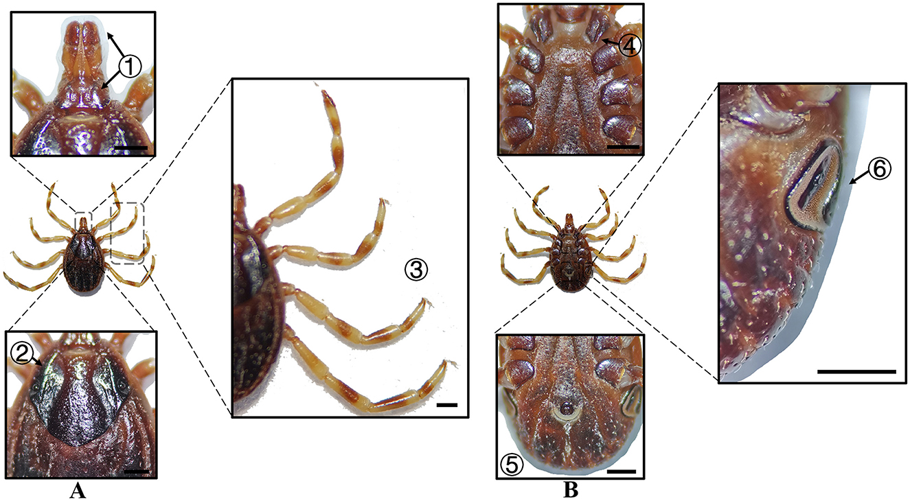 Composite image showing detailed anatomical features of a tick. Panel A: Close-ups of the mouthparts (1), dorsal shield pattern (2), and legs (3). Panel B: Close-ups of the underside details (4), genital region (5), and spiracular plate (6). Each section is connected to a central image of the whole tick with labels for identification.