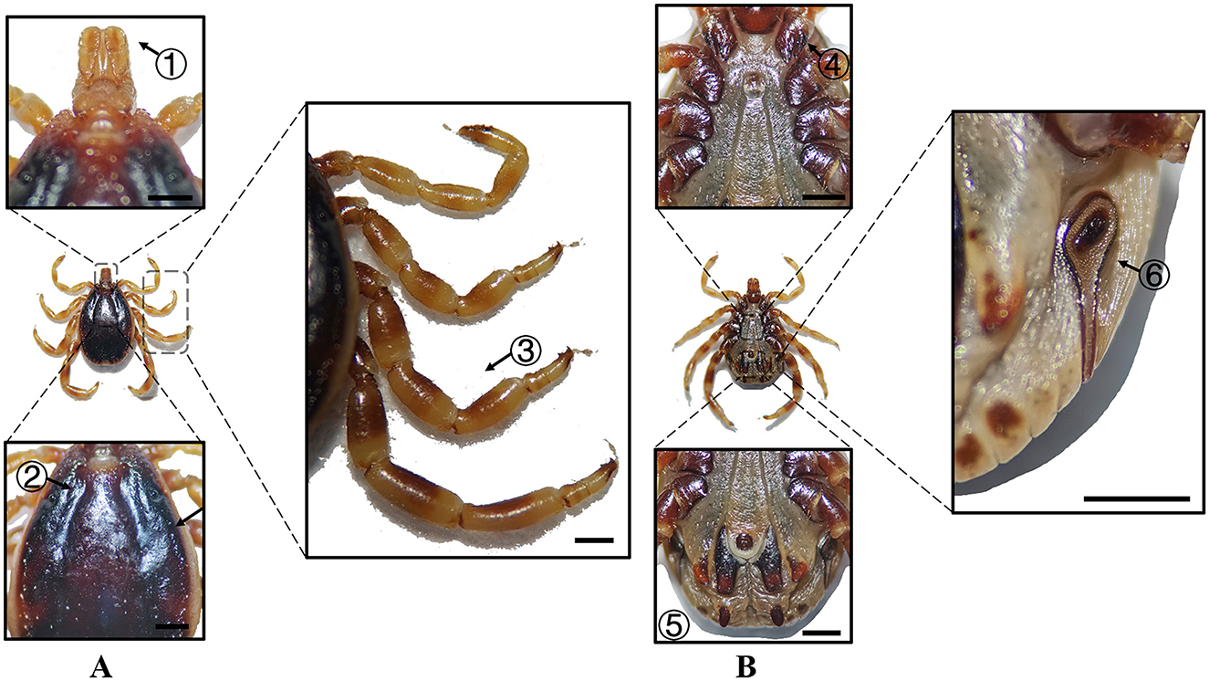 Two panels labeled A and B display detailed photographs of di..erent parts of a tick. In panel A, close-ups show the tick's head (1), upper body (2), and legs (3). Panel B presents views of the tick's underside, highlighting the body (4), close-up of the mouth area (5), and a spiracular plate (6). Each section features arrows and numbers for identification.