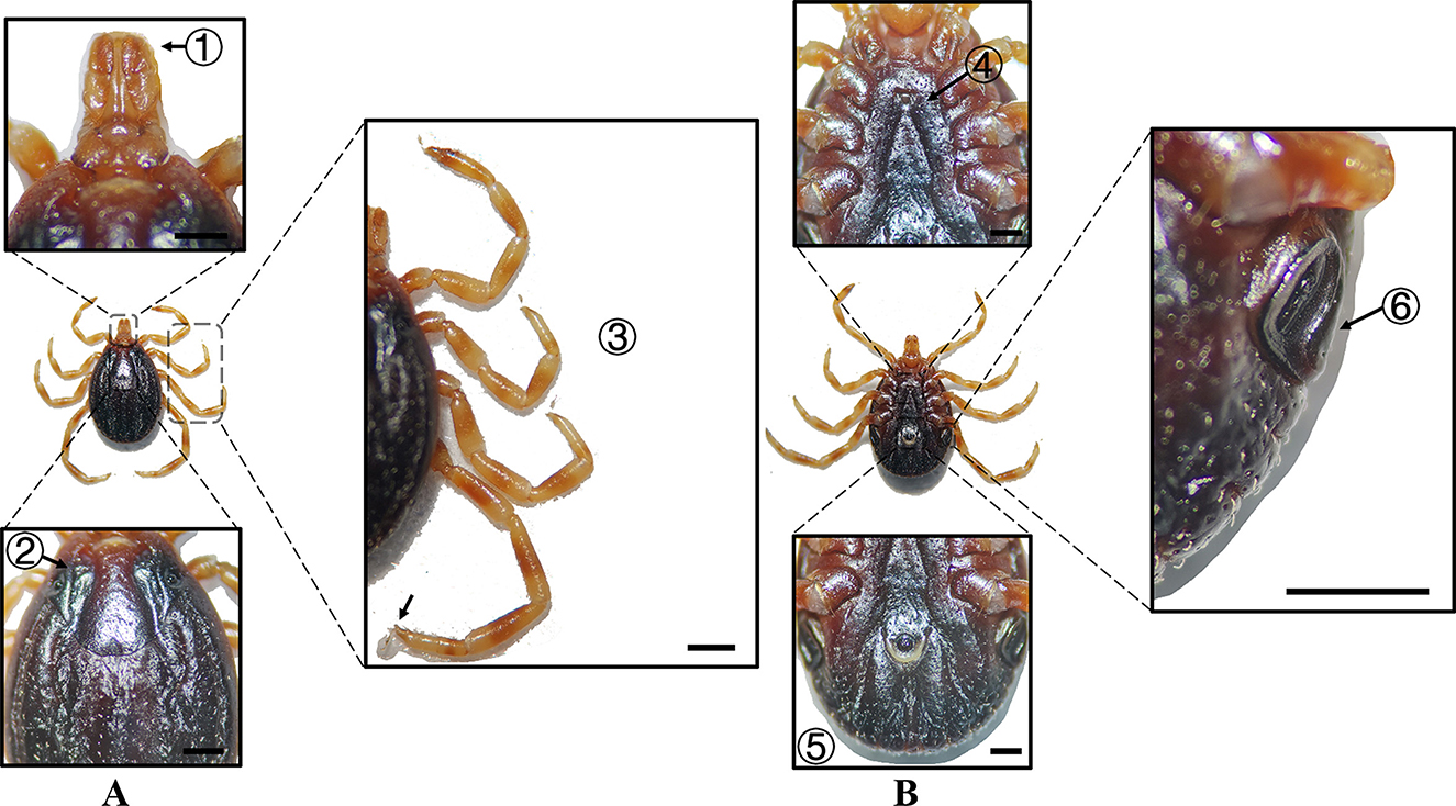 Two panels showing detailed close-ups of tick anatomy. Panel A highlights sections numbered 1 to 3: mouthparts, dorsal shield, and legs. Panel B highlights sections numbered 4 to 6: ventral surface, underside, and spiracle. Central images in each panel depict the full tick body with lines connecting to detailed views.