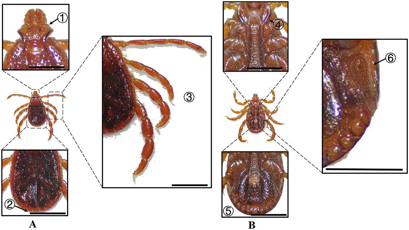 Illustration showing detailed views of two ticks labeled A and B. For tick A, features include close-ups of its head (1), body (2), and legs (3). Tick B includes close-ups of its head (4), body (5), and a detailed focus on a specific part of its body shell (6) with a textured surface. Each section is linked with dashed lines to its magnified view.
