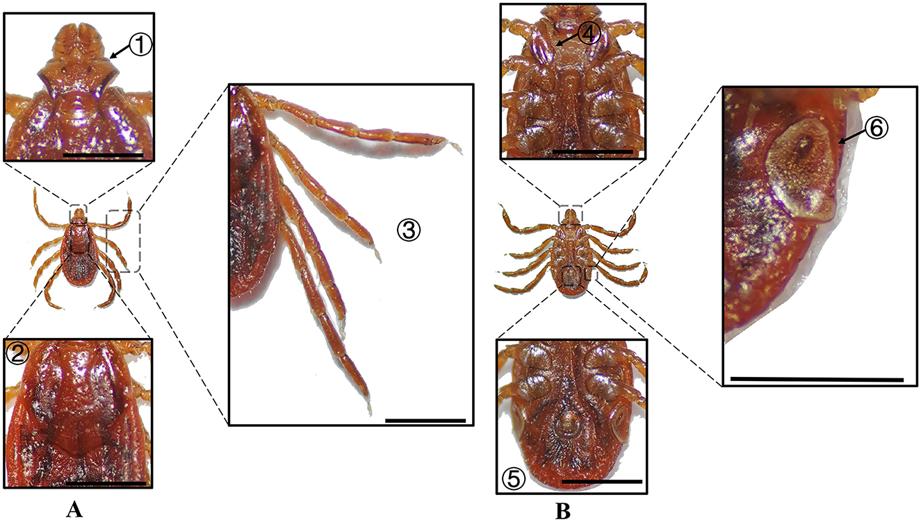 Illustration showing detailed views of a tick. Panel A highlights the dorsal features: the tick's head (1), body (2), and legs (3). Panel B focuses on ventral features: the underside (4), central body part (5), and mouthparts (6). Each section is magnified to display anatomical details with specific focus areas marked. Lines connect these close-up images to the corresponding sections on the full tick illustration.