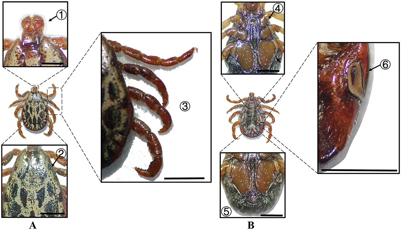 Two panels labeled A and B display detailed images of a tick, with specific anatomical features highlighted in close-ups. Panel A shows the dorsal view with enlargements of the tick's head (1), body pattern (2), and leg segments (3). Panel B presents the ventral view with close-ups of the underside (4, 5) and a detailed view of the spiracle (6).
