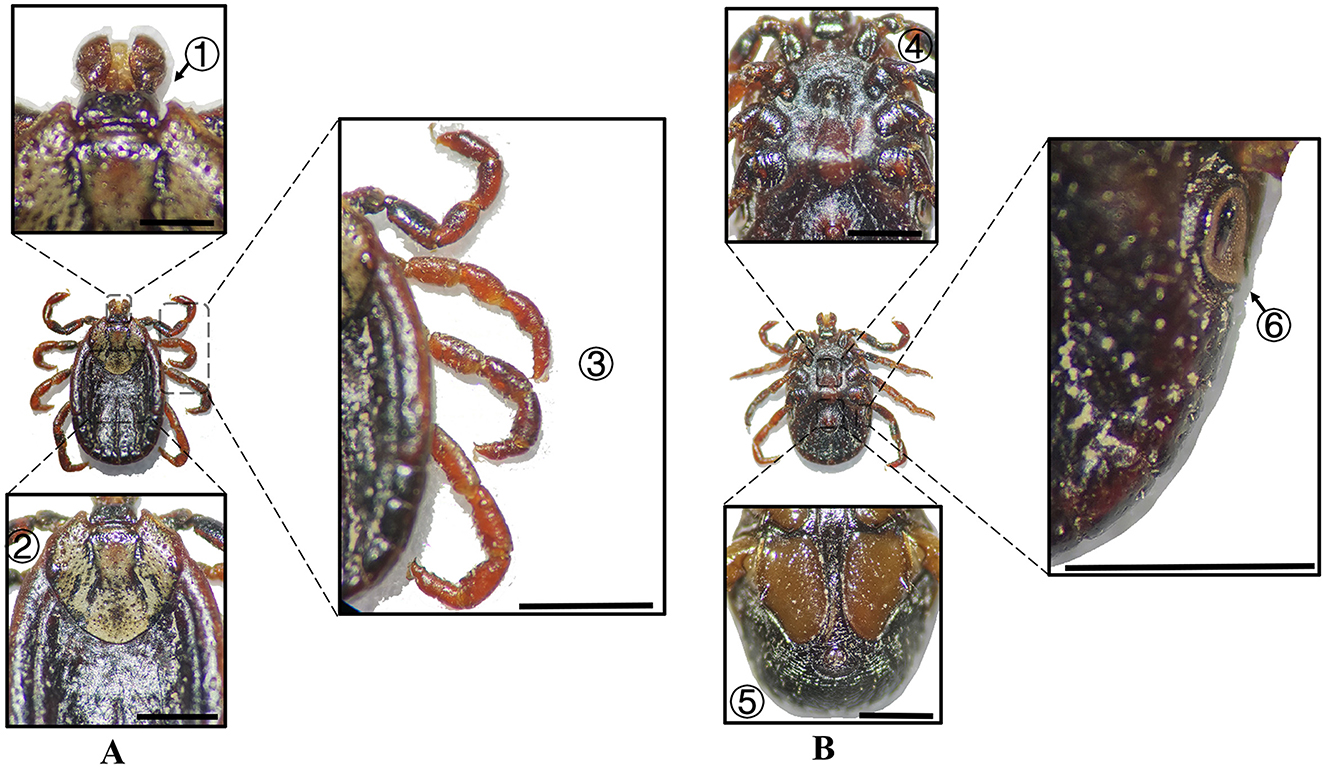 Two panels labeled A and B display enlarged parts of ticks. Panel A shows close-ups of the tick's mouthparts (1), dorsal surface (2), and legs (3). Panel B highlights the ventral surface (4), scutum (5), and spiracle (6), showing intricate details.