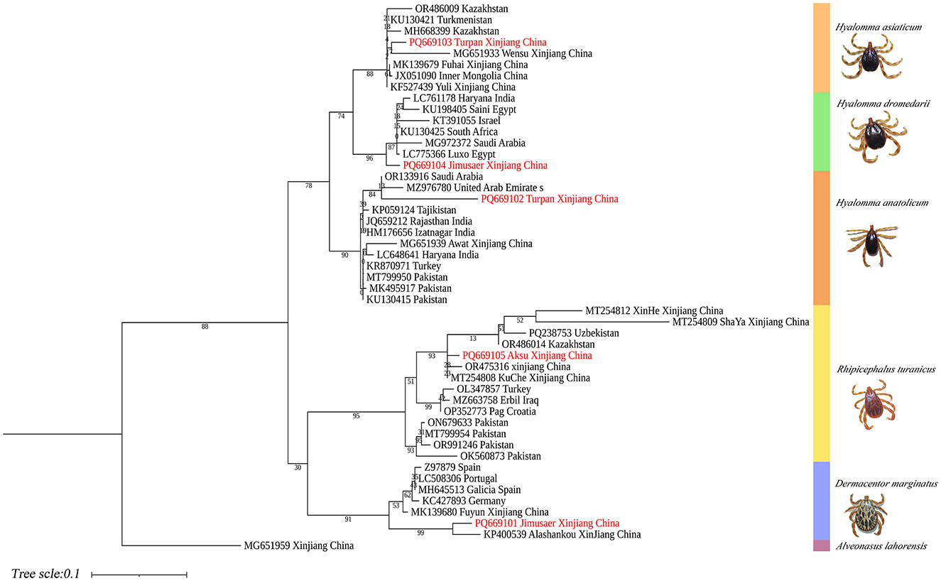 Phylogenetic tree illustrating genetic relationships among tick species, including Hyalomma asiaticum, Hyalomma dromedarii, Hyalomma anatolicum, Rhipicephalus turanicus, Dermacentor marginatus, and Avenzoarious latoremcis. Geographic locations and accession numbers are provided for each sample. Color-coded bars align with images of corresponding tick species on the right.