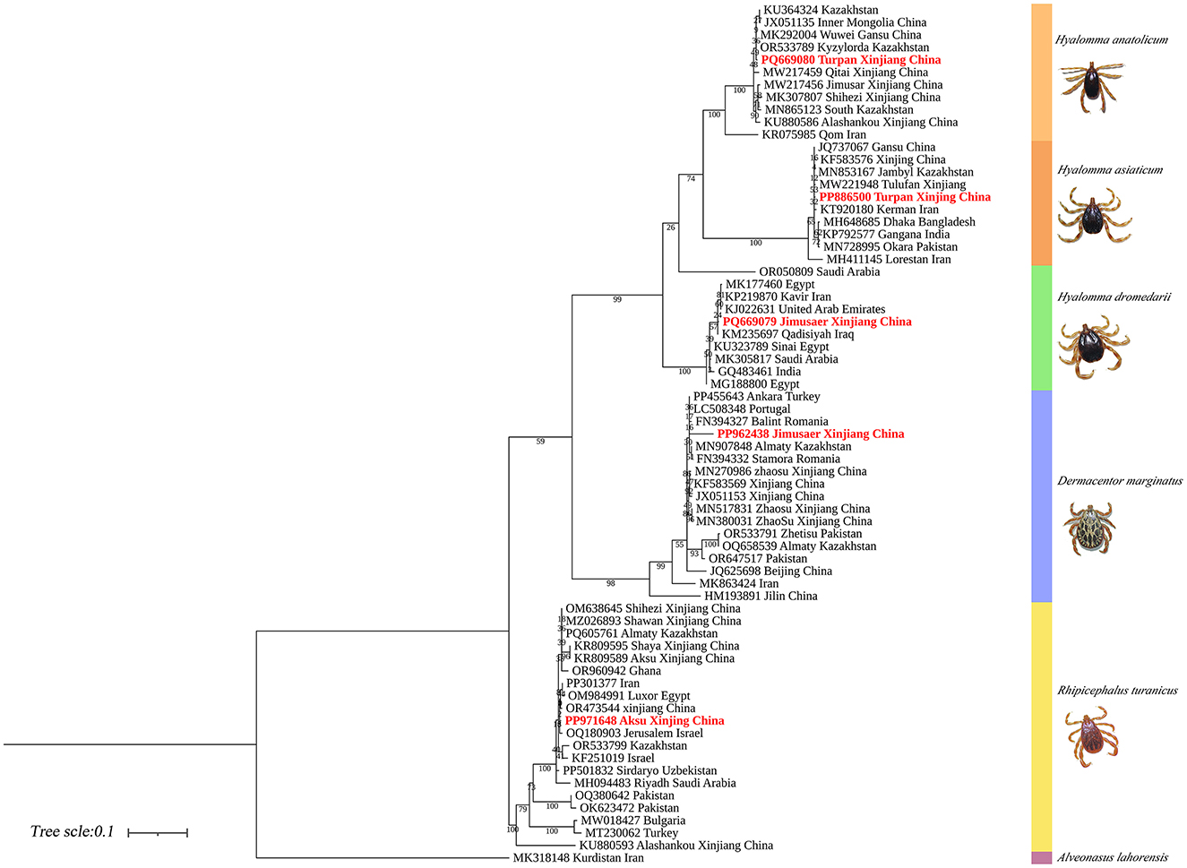 Phylogenetic tree depicting the evolutionary relationships among di..erent tick species, with branches labeled with location data and genetic identifiers. Colored segments on the right indicate species categories: Hyalomma anatolicum, Hyalomma asiaticum, Hyalomma dromedarii, Dermacentor marginatus, Rhipicephalus turanicus, and Alveonasus lahorensis. Species are matched with corresponding images for visual reference, with some text highlighted in red representing specific sample data. Scale bar indicates evolutionary distance.