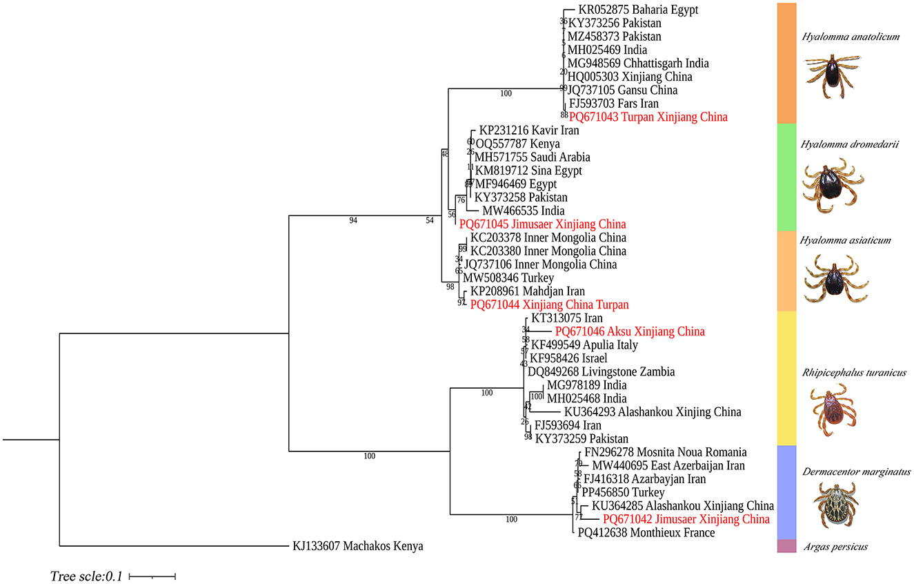 Phylogenetic tree depicting relationships among various tick species, including Hyalomma anatolicum, Hyalomma dromedarii, Hyalomma asiaticum, Rhipicephalus turanicus, Dermacentor marginatus, and Argas persicus. The tree shows geographic origins like Egypt, Pakistan, China, among others, with branch support values indicated. Images of each tick species are aligned with the tree on the right.