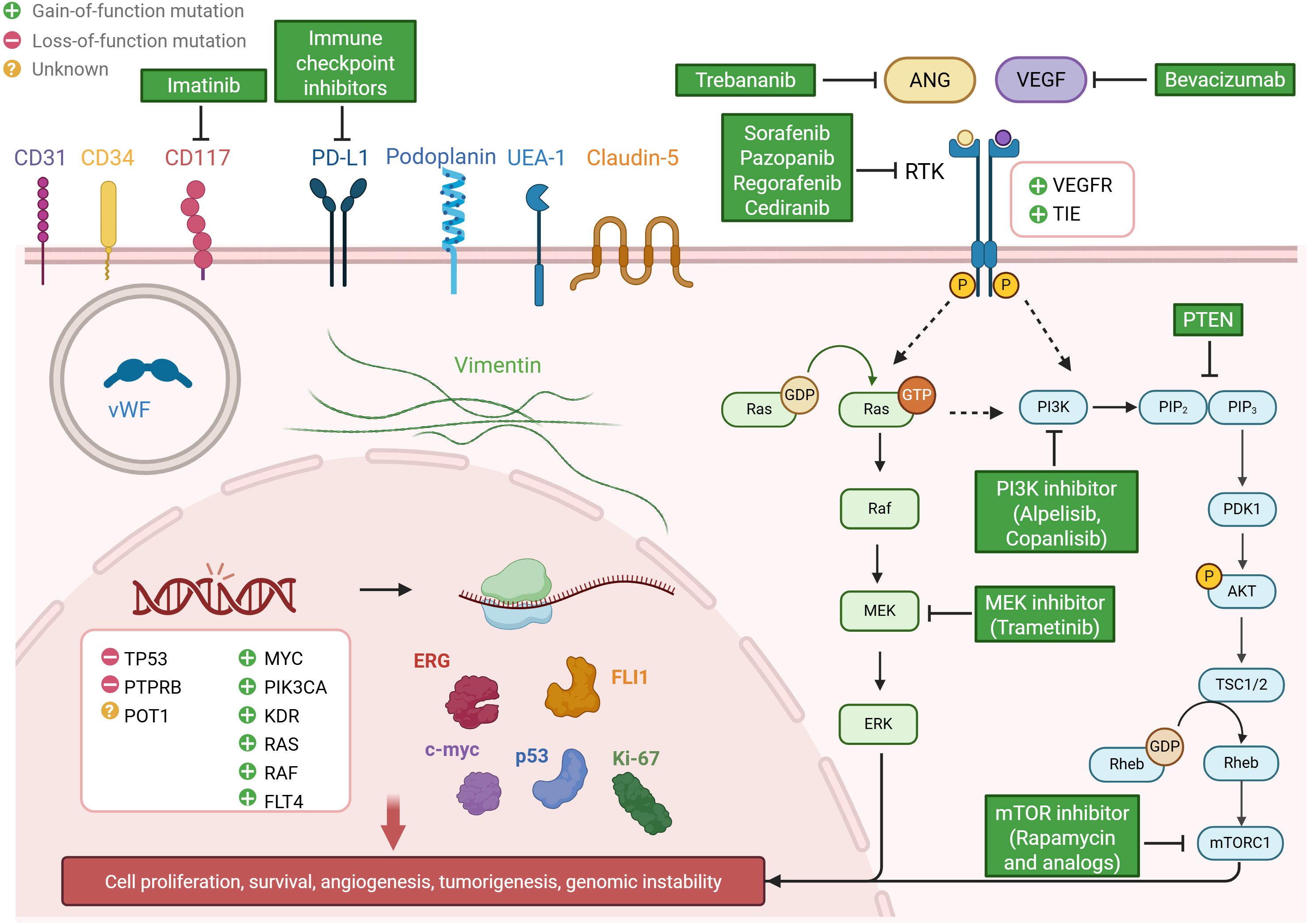 Diagram illustrating signaling pathways and molecular interactions involved in cell processes. It includes various receptors like PD-L1 and proteins such as Ras and Raf, highlighting the effects of mutations and inhibitors like Imatinib. Pathways impacting cell proliferation, survival, and genomic instability are shown, with key proteins and inhibitors labeled for clarity.
