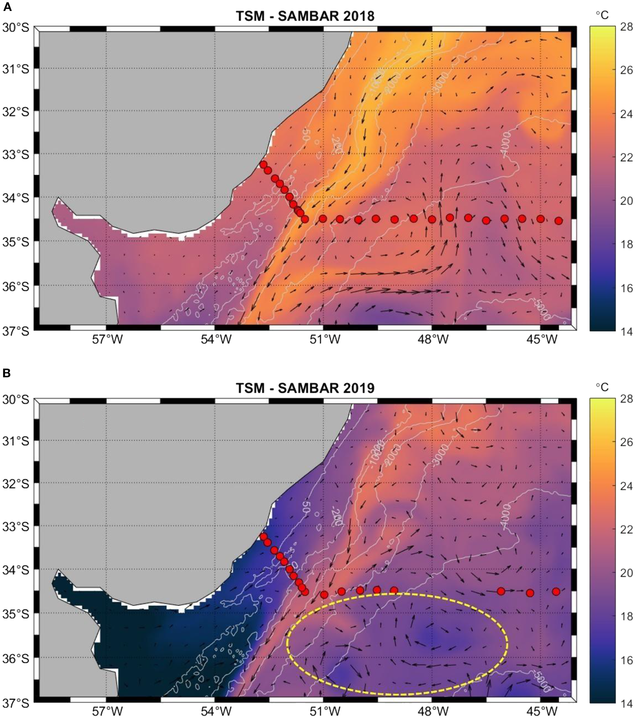Map comparisons of sea surface temperatures off the southeastern coast of South America for SAMBAR 2018 and 2019. Panel A shows the 2018 map with warm temperatures, indicated by orange and pink hues, and a marked sampling path with red dots. Panel B shows the 2019 map, displaying cooler temperatures in blue and purple tones, alongside a yellow ellipse highlighting a significant feature. Both maps include black arrow vectors representing ocean currents.