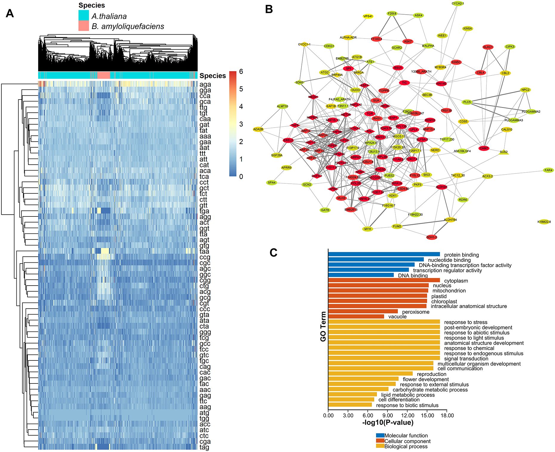 A composite image consists of three parts labeled A, B, and C. Panel A displays a heatmap with hierarchical clustering, comparing species A. thaliana and B. amyloliquefaciens, using a color gradient from blue to red representing intensity. Panel B depicts a network graph with interconnected nodes, some highlighted in red and yellow, illustrating gene interactions. Panel C is a bar chart showing GO (Gene Ontology) terms, categorized by molecular function, cellular component, and biological process, with bars indicating significance levels based on -log10(p-value).