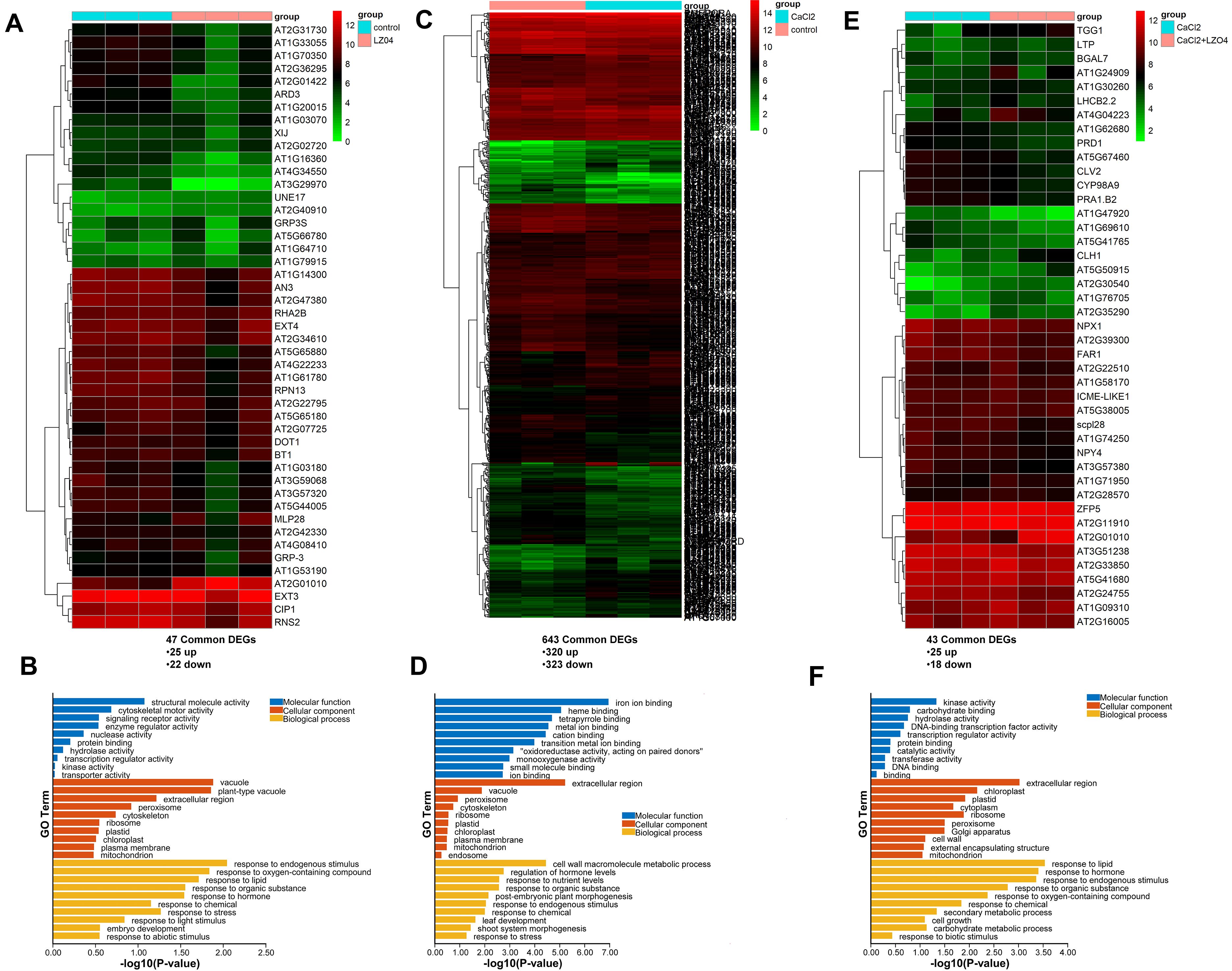 Heatmaps and bar charts depict differential gene expression analysis. Heatmaps A, C, and D show expression levels across different groups with color coding. Bar charts B, D, and E represent gene ontology terms categorized by molecular function, cellular component, and biological process, using color-coded bars according to p-value significance.