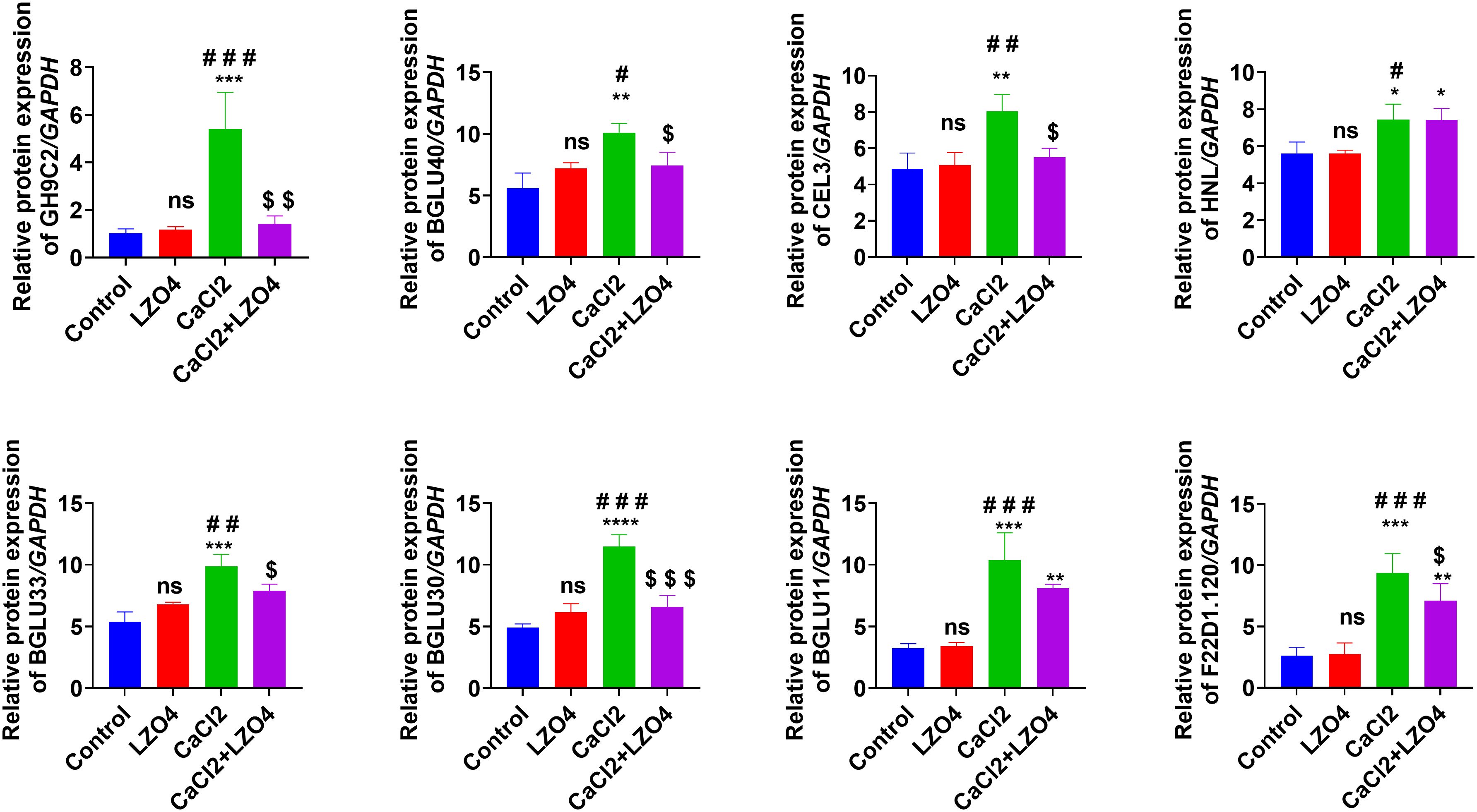 Bar graphs showing relative protein expression of various proteins normalized to GAPDH. Each graph compares four conditions: Control, LZO4, CaCl2, and CaCl2 + LZO4. Statistical significance is indicated with symbols: “ns” for not significant, “#” or “$” for significant differences compared to Control, LZO4, or CaCl2 groups. Protein expressions include GH9C2, BGLU40, CEL3, HNL, BGLU33, BGLU30, BGLU11, and F22D1-120. CaCl2 condition shows the highest expression in many graphs, with CaCl2 + LZO4 reducing the expression compared to CaCl2 alone.