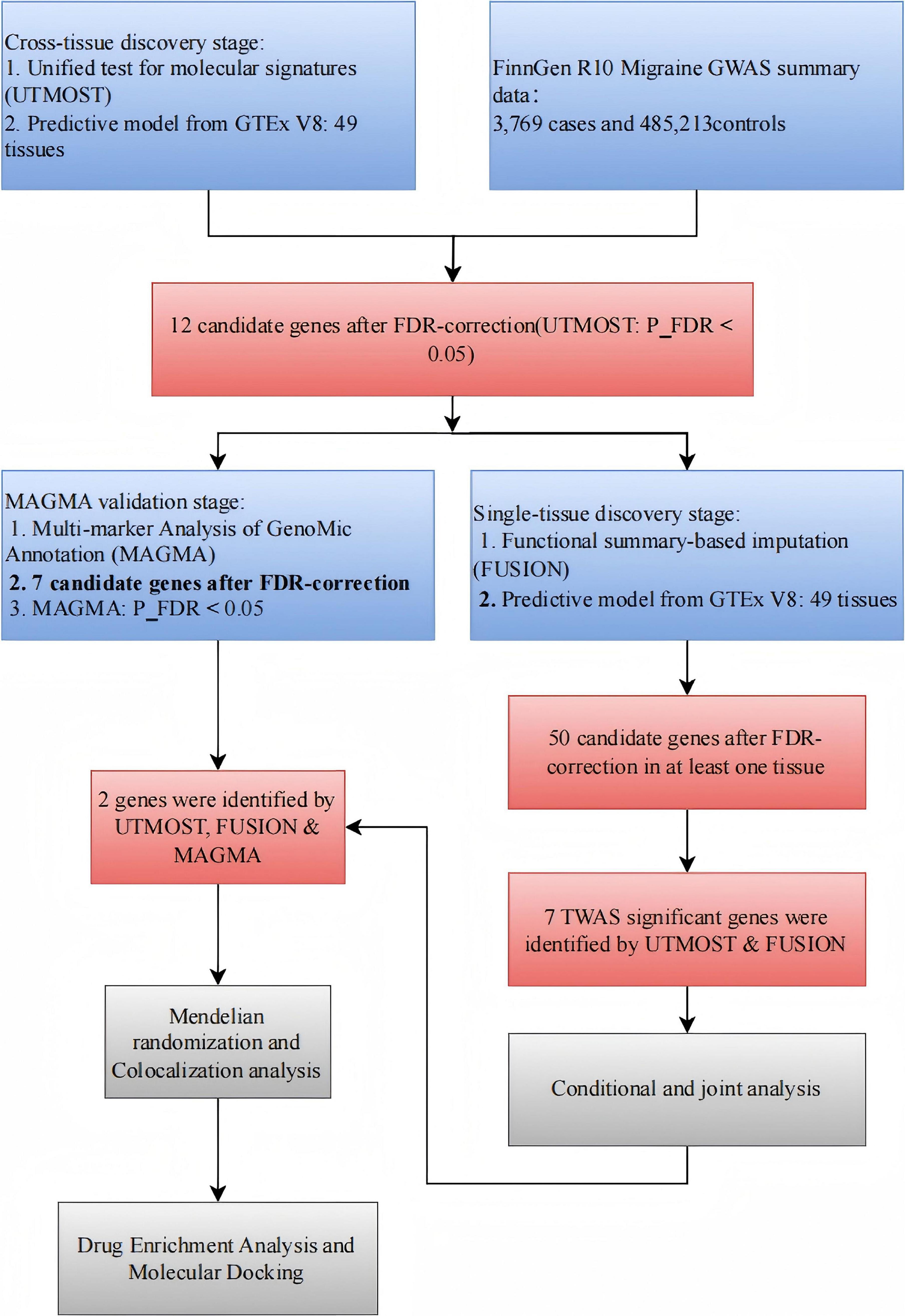 Flowchart detailing a genetic analysis process. It starts with a cross-tissue discovery stage using UTMOST and a predictive model from GTEx, and single-tissue discovery using FUSION. 12 candidate genes are identified after FDR correction. In MAGMA validation, 7 genes are further refined. Two genes confirmed by UTMOST, FUSION, and MAGMA undergo Mendelian randomization and colocalization analysis, leading to drug enrichment analysis and molecular docking. Another pathway identifies 50 genes in single-tissue analysis and 7 TWAS significant genes, leading to conditional and joint analysis.