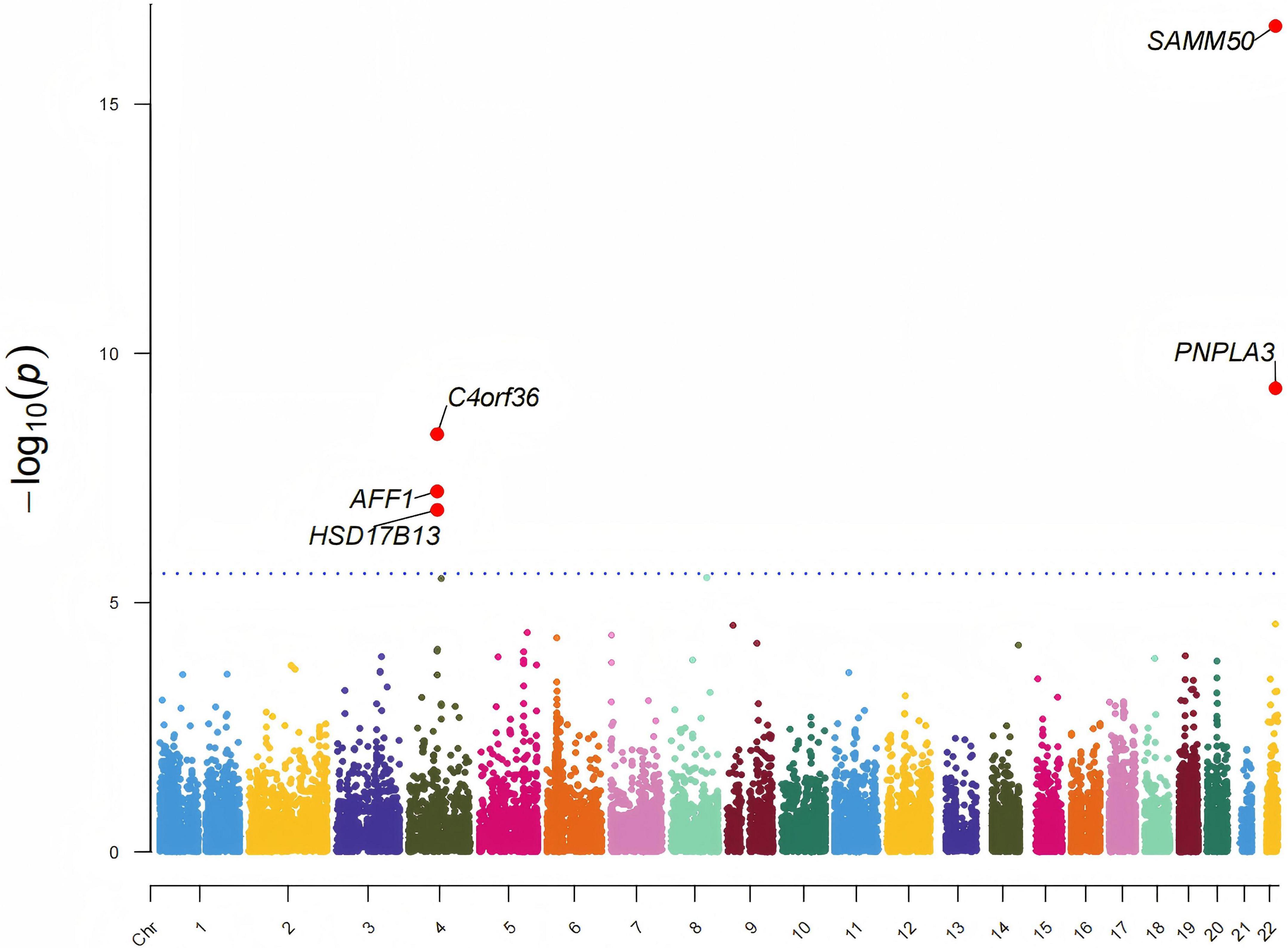 Manhattan plot showing genetic associations with statistical significance. Each point represents a genetic variant across chromosomes one to twenty-two. The y-axis displays negative log P-values, with several loci labeled, including SAMM50, PNPLA3, and C4orf36, indicating higher significance. A horizontal line marks the significance threshold.