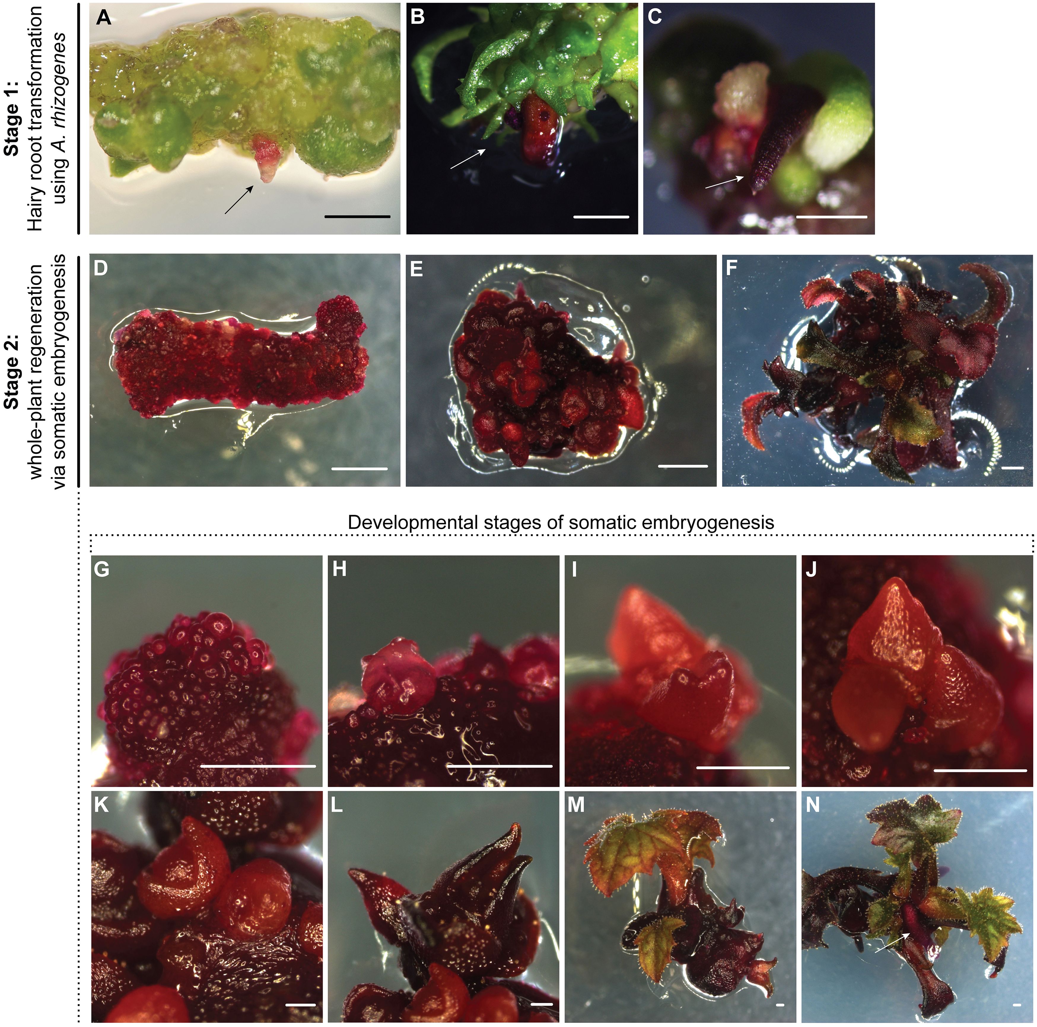 Stages of plant development shown in two sections. Top section: hairy root formation using Agrobacterium rhizogenes (images A to C) and whole-plant regeneration via somatic embryogenesis (images D to F). Bottom section: developmental stages of somatic embryogenesis (images G to N). Each image depicts different growth phases from initial to more developed stages, emphasizing color and texture changes.