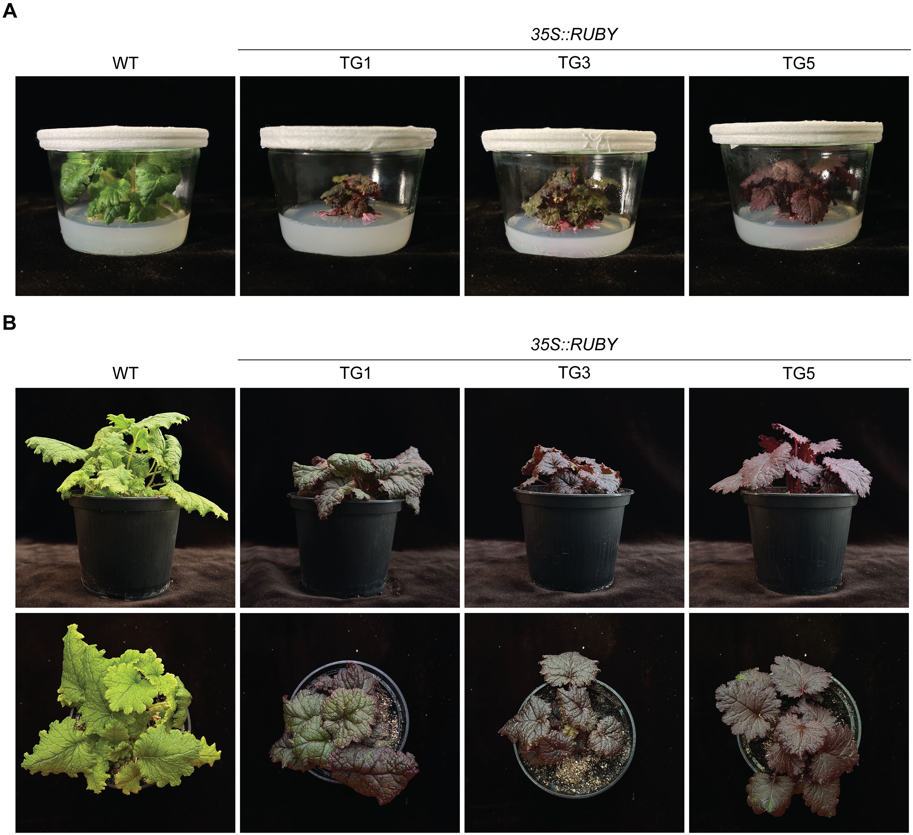 A comparison of plant growth among different genotypes. In section A, plants are shown in glass jars: WT (green leaves) and 35S::RUBY transformants TG1, TG3, TG5 (varying shades of red and purple leaves). In section B, plants are in pots, top and side views: WT (green leaves) and 35S::RUBY transformants TG1, TG3, TG5 (dark red and purple leaves).