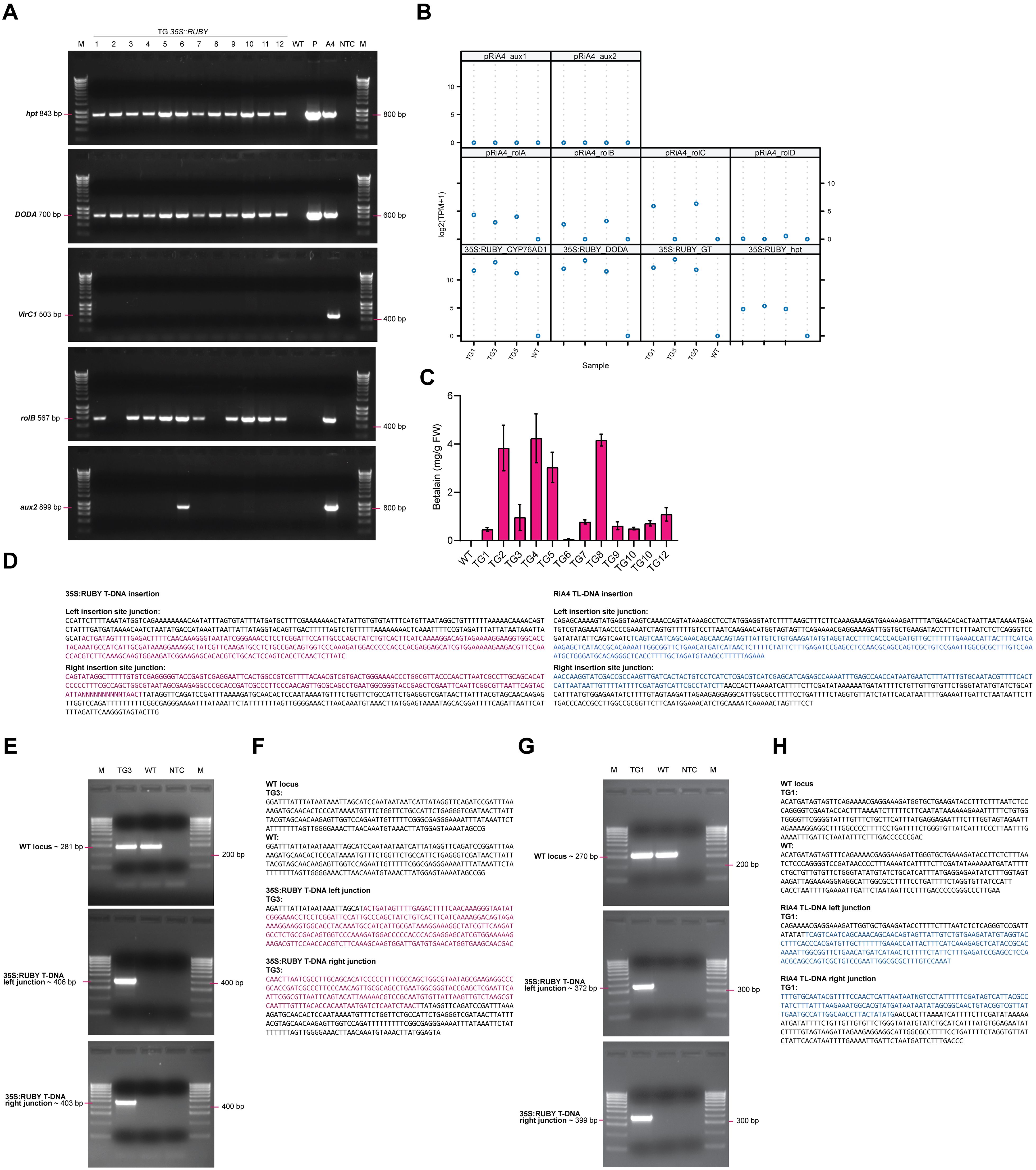 Gel electrophoresis and data visualization images with multiple panels. Panel A shows gel lanes for various genes. Panel B is a scatter plot of gene expression levels across samples. Panel C displays a bar chart of betalain concentration.Panel D provides nucleotide sequences for T-DNA insertions. Panels E, F, G, and H show additional gel images and nucleotide sequences related to genetic loci and insertions, displayed in various bands.