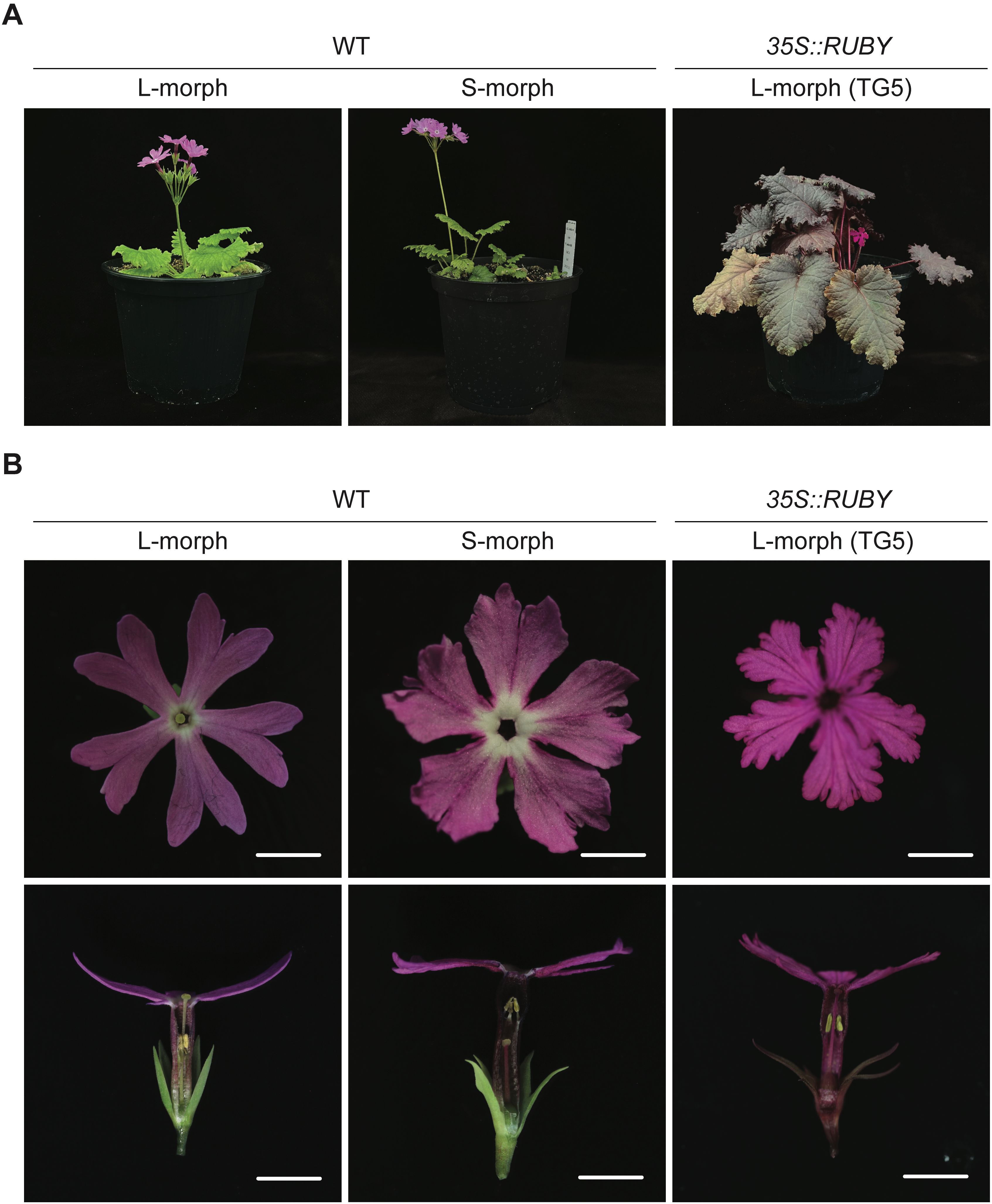 Panel A shows three plants in pots: WT L-morph, WT S-morph, and 35S::RUBY L-morph (TG5). The first two have vibrant green leaves and pink flowers, while the third has darker, purplish leaves. Panel B contains six images of flowers, threefrom a top view and three lateral sections. The flowers are labeled as WT L-morph, WT S-morph, and 35S::RUBY L-morph (TG5), each showcasing structural and color differences.