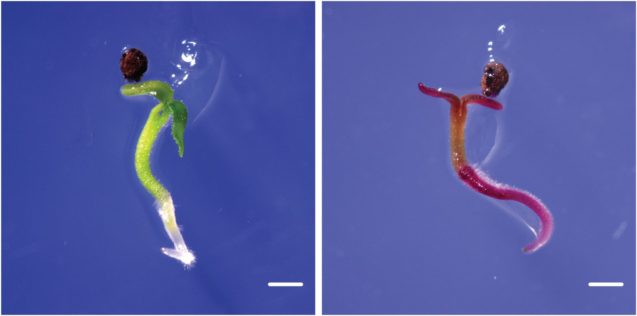 Two seeds are shown sprouting against a blue background. The seedling on the left is green with a brown seed coat. The seedling on the right is red, also with a brown seed coat. Both have emerging roots.