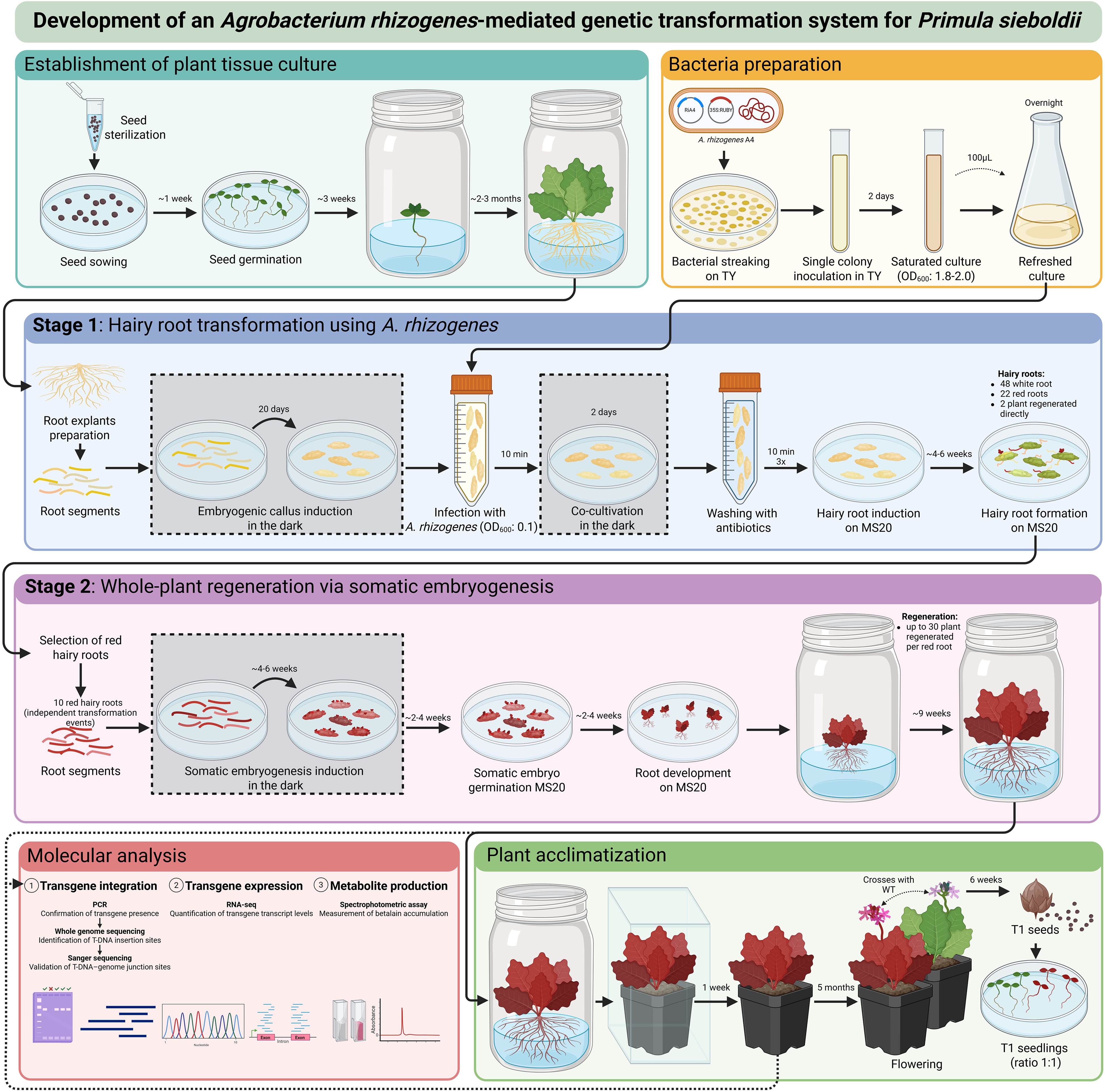 Illustration depicting the development of an *Agrobacterium rhizogenes*-mediated genetic transformation system for *Primula sieboldii*. It includes stages of plant tissue culture establishment, hairy root transformation using *A. rhizogenes*, whole-plant regeneration via somatic embryogenesis, molecular analysis, and plant acclimatization. Visual elements show seed sterilization, bacterial preparation, root explant processes, and molecular analysis components like transgene integration and metabolite production. Plant acclimatization is depicted with seedlings and flowering stages. Each step is labeled with timelines and processes, highlighting the transformation flow.