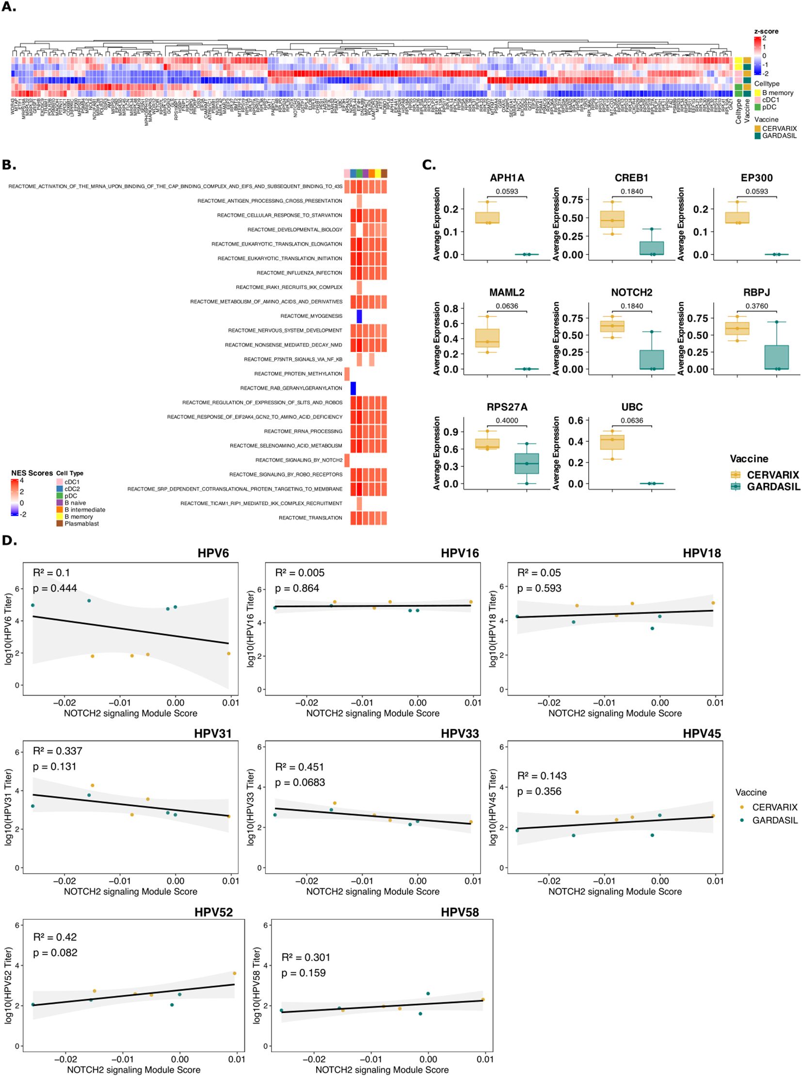 Panel A shows a heatmap representing gene expression across different samples, categorized by cell type and vaccine. Panel B displays a bar chart of Reactome pathways with scores for various cell types. Panel C presents box plots comparing the average expression of genes like APH1A and MAML2 between Cervarix and Gardasil vaccines. Panel D includes scatter plots analyzing correlations between NOTCH2 signaling module scores and HPV titers for different HPV types, with data points indicating vaccine type.