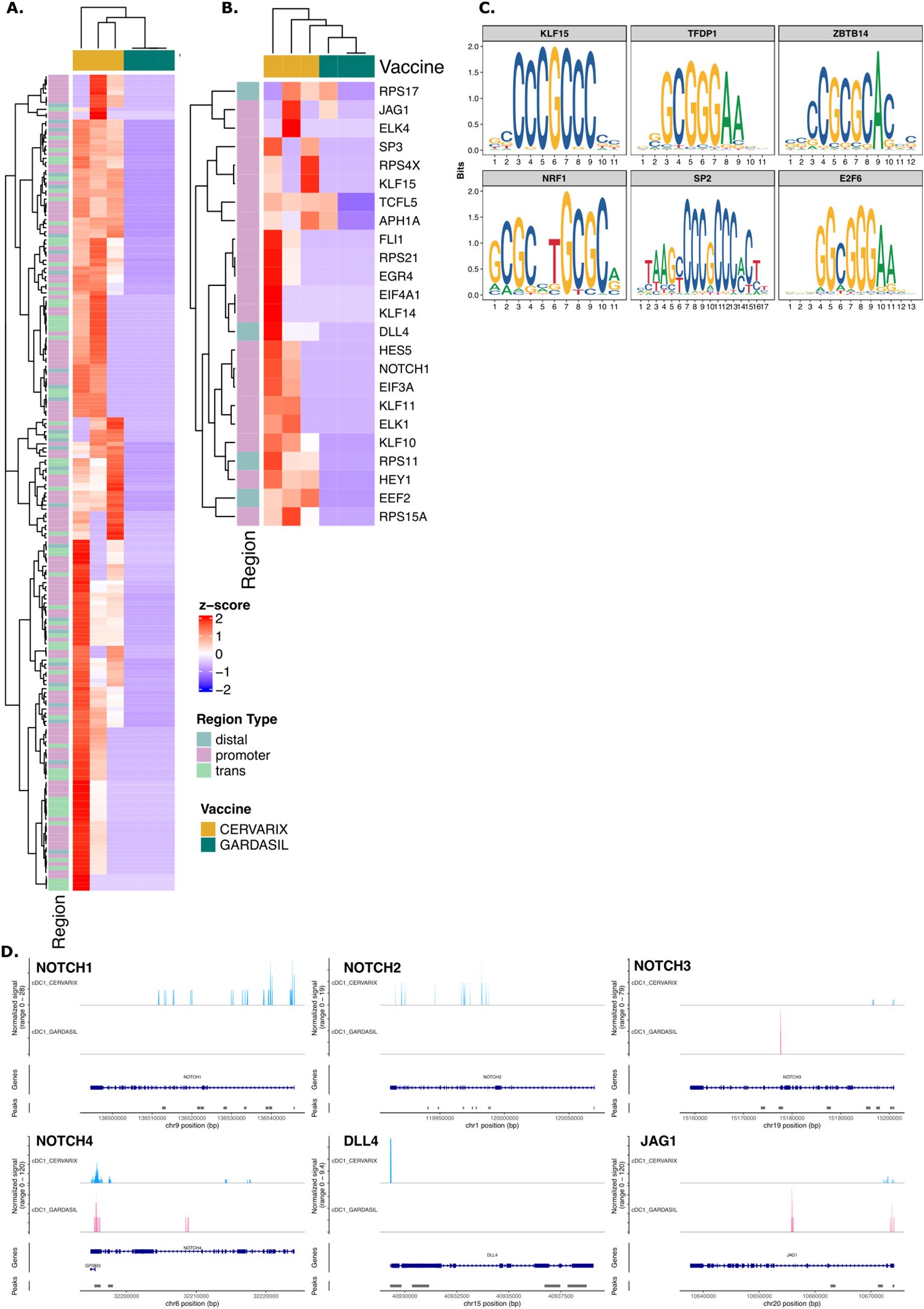 Heatmap A and B display gene expression across different vaccines, CERVARIX and GARDASIL, categorized by region type. Column C shows sequence logos for KLF15, TFDP1, ZBTB14, NRF1, SP2, and E2F6 motifs. Panel D includes plots of genomic positions for NOTCH1, NOTCH2, NOTCH3, NOTCH4, DLL4, and JAG1, compared between the two vaccines, highlighting frequency scores.