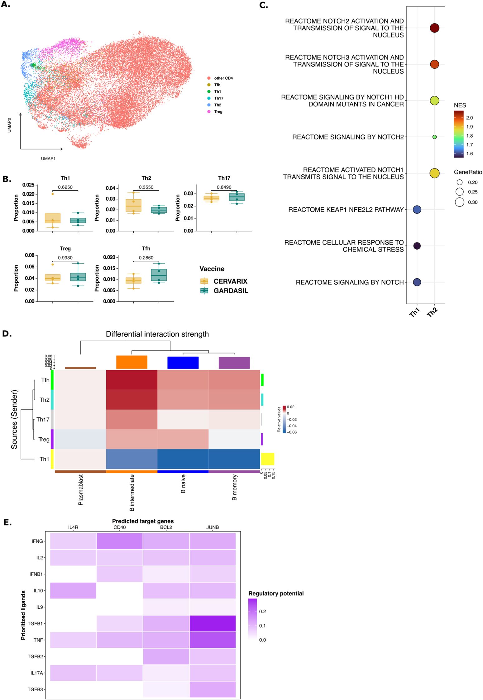 Panel A shows a UMAP plot of CD4+ T cell subtypes, each type colored differently. Panel B displays box plots comparing the proportions of Th1, Th2, Th17, Treg, and Tfh cells between CERVARIX and GARDASIL vaccines. Panel C features a bubble plot illustrating gene set enrichment scores for Th1 and Th2 cells with varying sizes and colors indicating gene ratios. Panel D presents a heatmap of differential interaction strengths among cell types, with intensity denoting interaction levels. Panel E displays a heatmap of prioritized ligands against predicted target genes, with shading representing regulatory potential.
