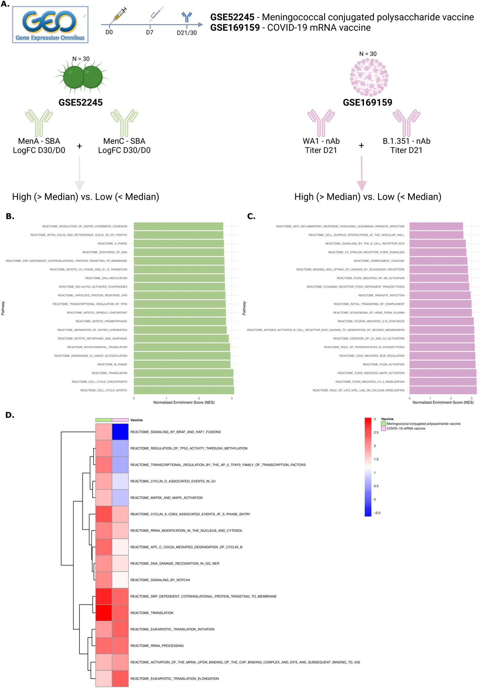 Diagram with four sections comparing data from meningococcal conjugated polysaccharide and COVID-19 mRNA vaccines. Section A shows study designs for GSE52245 and GSE169159 with antibody titers. Section B presents a bar chart with normalized enrichment scores in green for GSE52245. Section C displays a similar bar chart in purple for GSE169159. Section D illustrates a heatmap comparing pathway activations between the two vaccines, using a color gradient from blue to red indicating different levels.