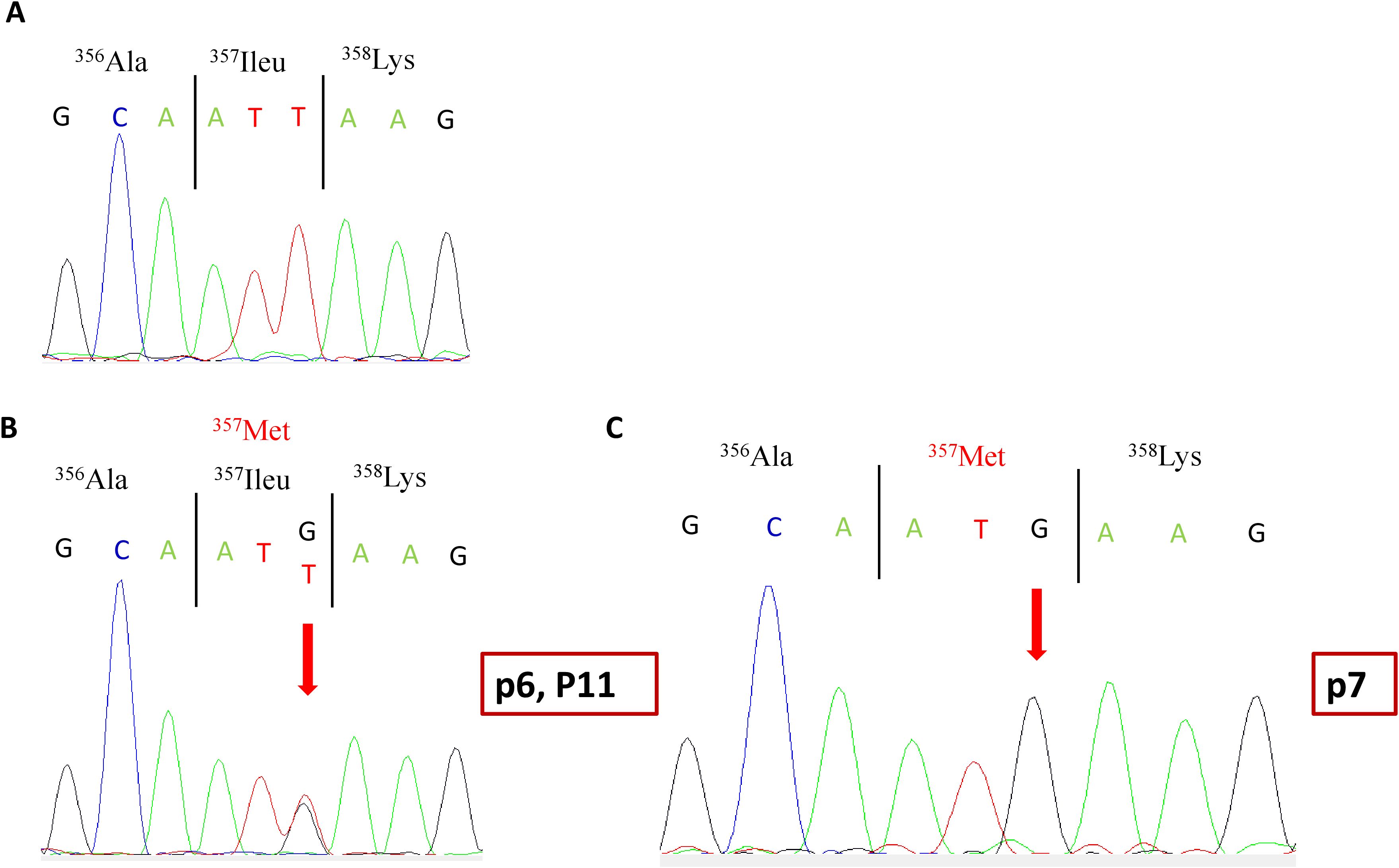 DNA sequencing chromatograms show nucleotide sequences and their corresponding amino acids. Panel A shows