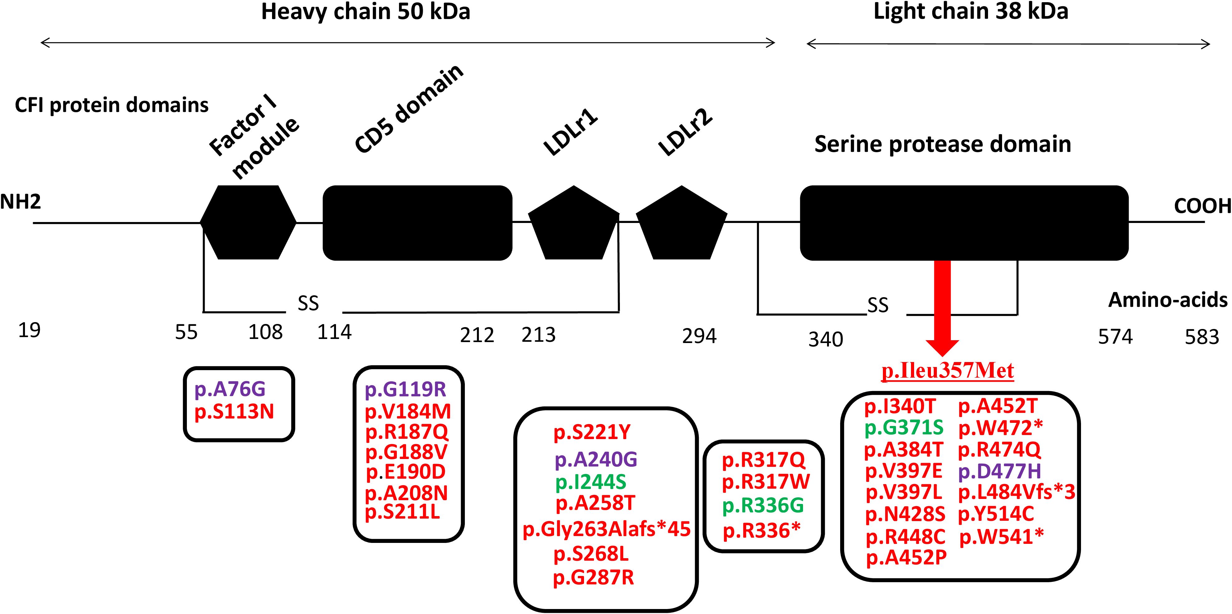 Diagram of CFI protein domains showing heavy and light chains with specific domains: Factor I module, CD5 domain, LDLr1, LDLr2, and serine protease domain. Amino acid positions with mutations are highlighted: p.Ileu357Met is emphasized with a red arrow. Other mutations are listed in boxes, separated by color for emphasis. Arrows indicate directionality from NH2 to COOH, with molecular weights specified as 50 kDa for the heavy chain and 38 kDa for the light chain.