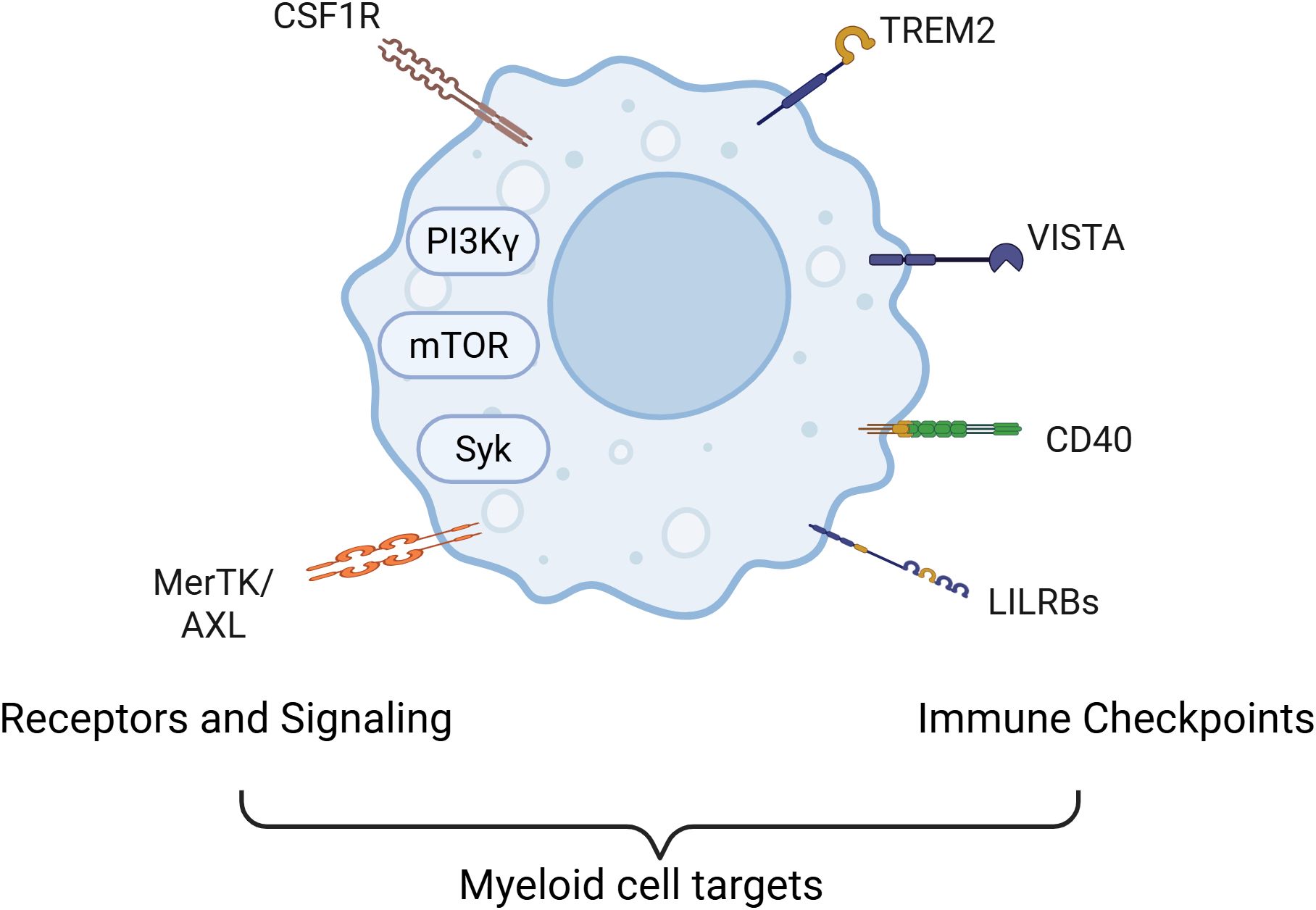 Diagram of a myeloid cell highlighting targets. Left side, labeled “Receptors and Signaling,” shows CSF1R, MerTK/AXL, PI3Kγ, mTOR, and Syk. Right side, labeled “Immune Checkpoints,” shows TREM2, VISTA, CD40, and LILRBs.