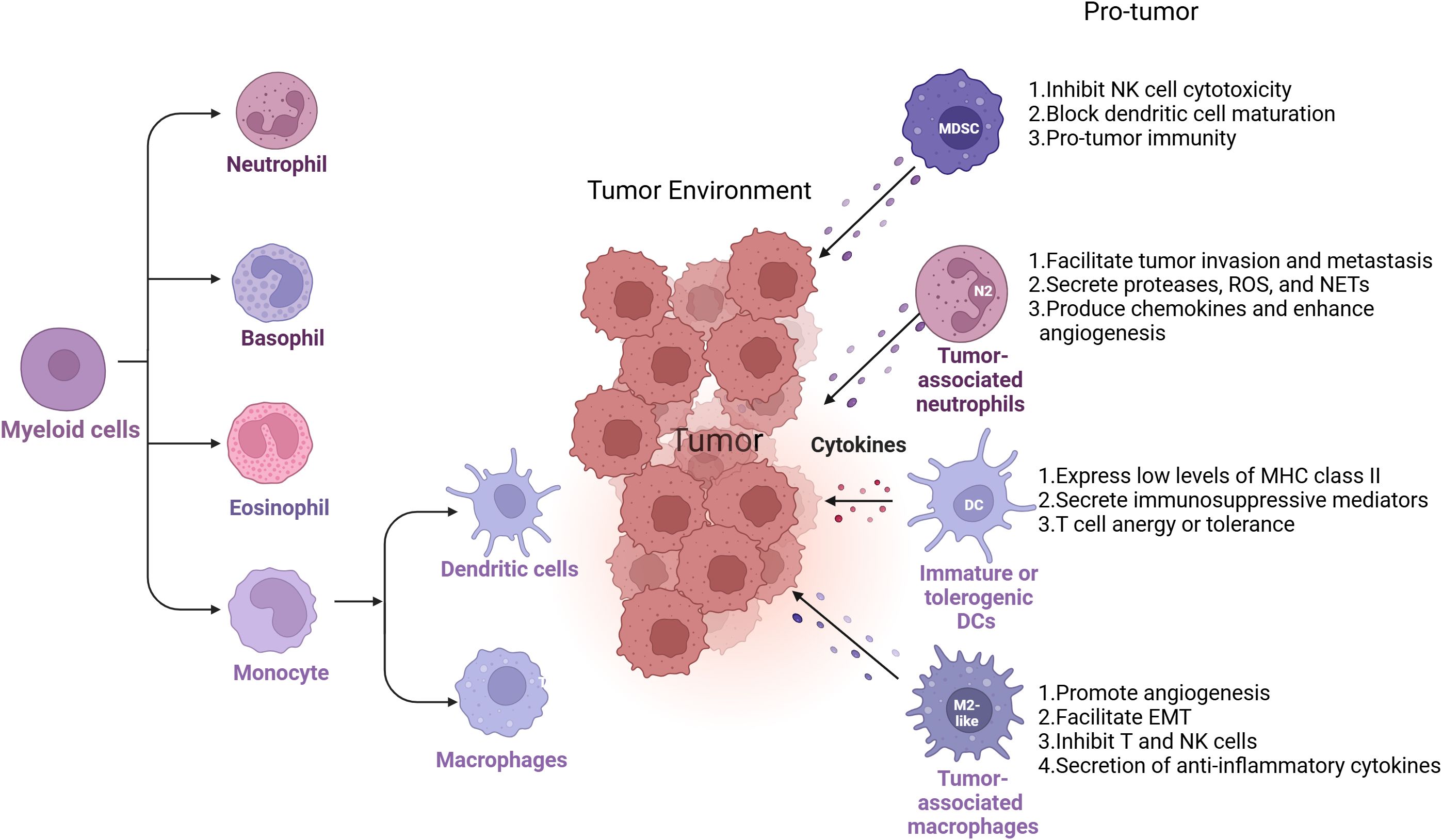 Diagram illustrating the pro-tumor effects of myeloid cells in the tumor environment. Arrows indicate differentiation from myeloid cells to neutrophils, basophils, eosinophils, monocytes, dendritic cells, and macrophages. Tumor-associated varieties (MDSC, N2 neutrophils, DCs, M2-like macrophages) contribute to tumor progression through inhibiting NK cell cytotoxicity, blocking dendritic cell maturation, facilitating tumor invasion, secreting proteases, producing chemokines, and other functions. Key functions are listed for each cell type.