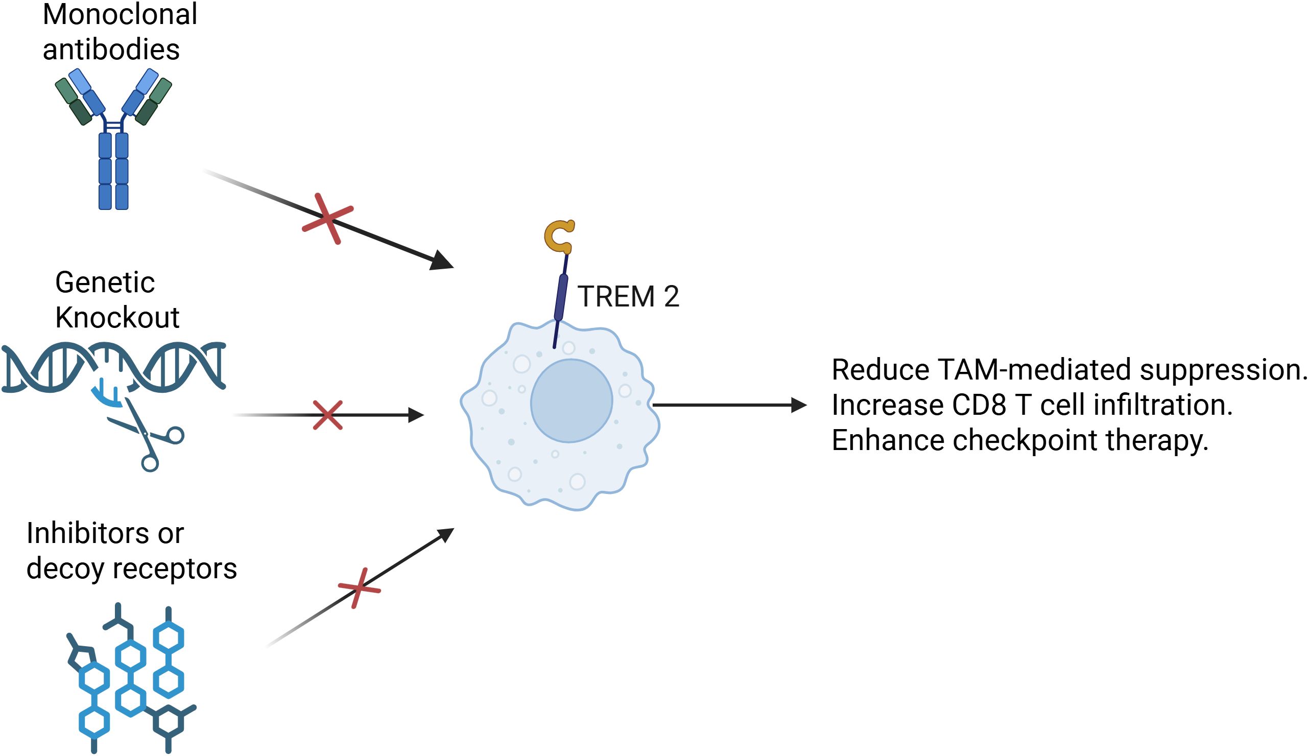 Diagram showing strategies to target TREM 2 in cells using monoclonal antibodies, genetic knockout, and inhibitors or decoy receptors. Arrows indicate blocking TREM 2 to reduce TAM-mediated suppression, increase CD8 T cell infiltration, and enhance checkpoint therapy.