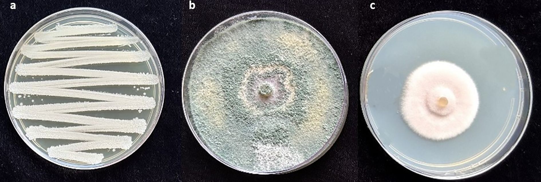 Three petri dishes labeled a, b, and c showcase different fungal growths. Dish a contains white bacterial streaks; dish b has dense green fungal growth; dish c features a white, fluffy fungal colony in the center.